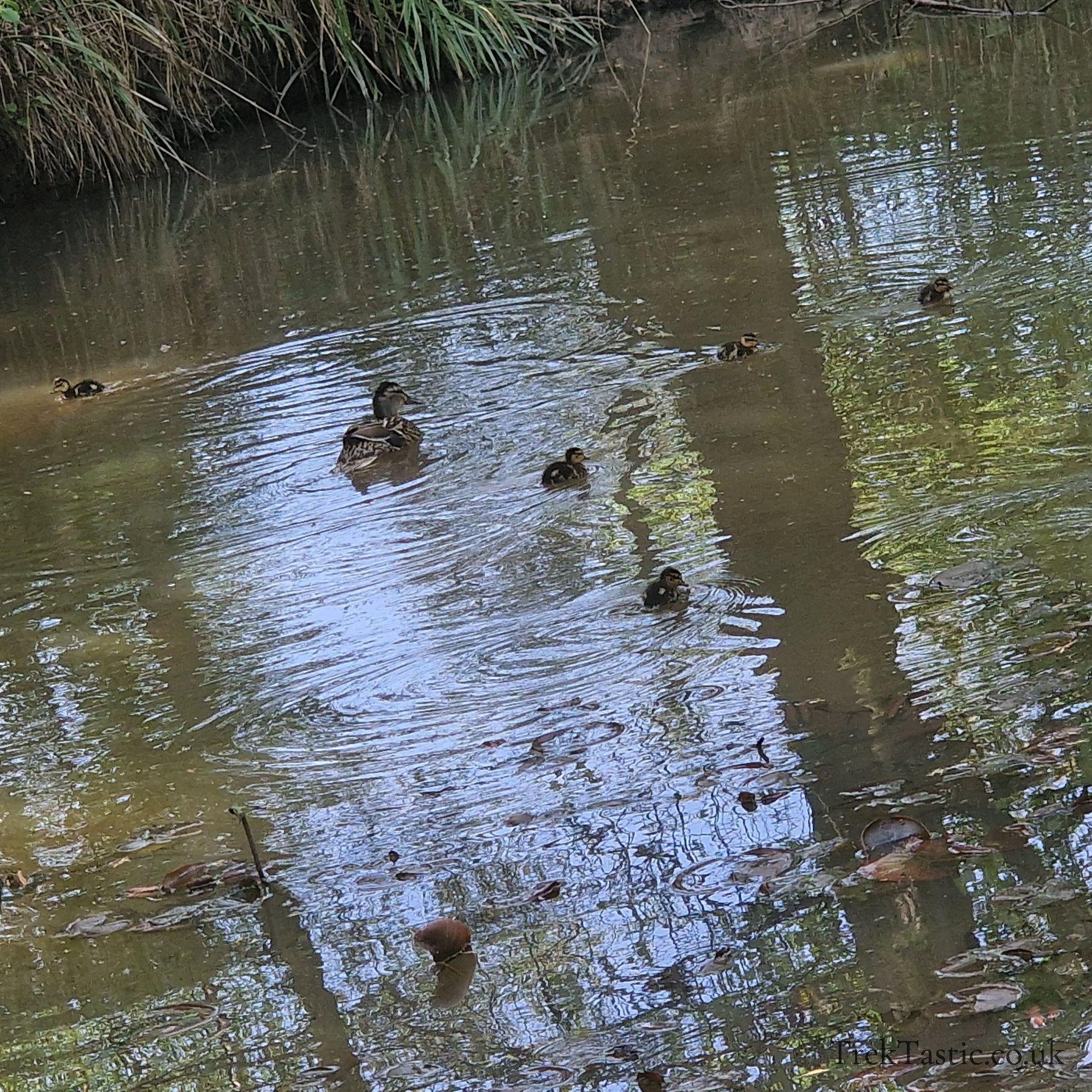 Arley Arboretum gallery image 4