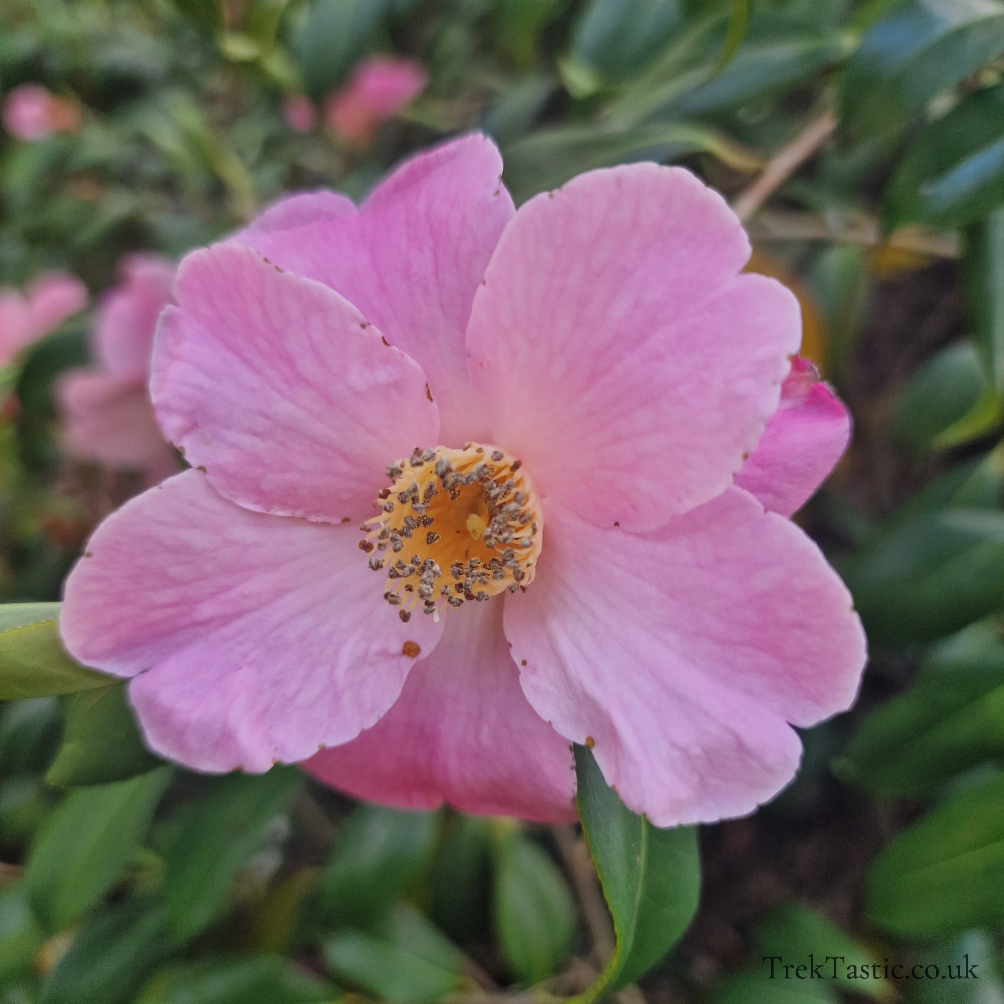 Arley Arboretum gallery image 19