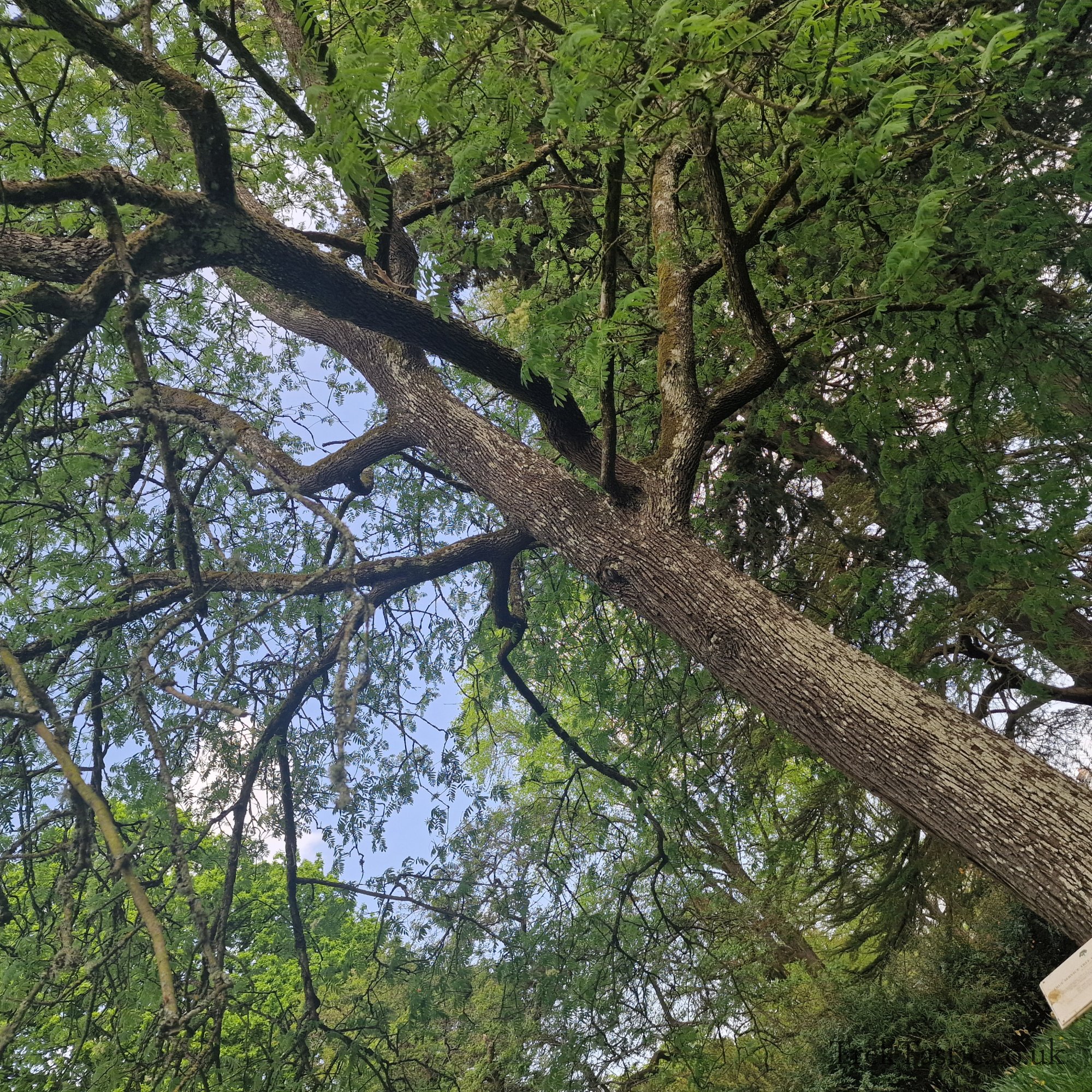 Arley Arboretum gallery image 26
