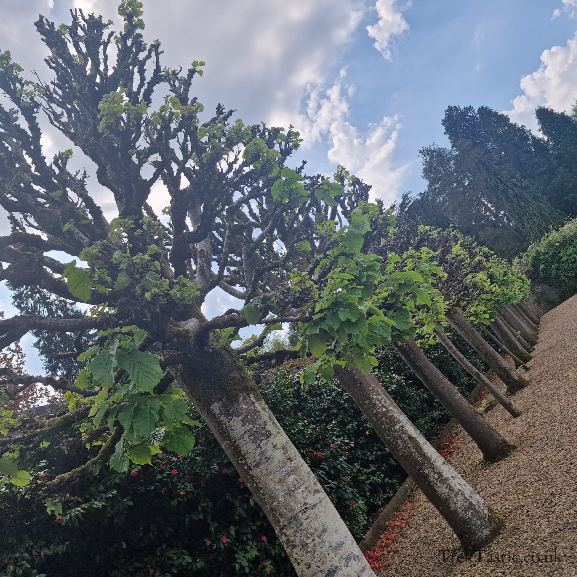 Arley Arboretum gallery image 29