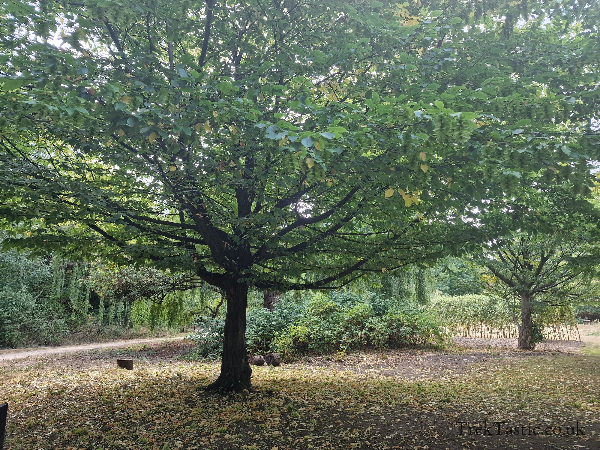 Attenborough Arboretum gallery image 6