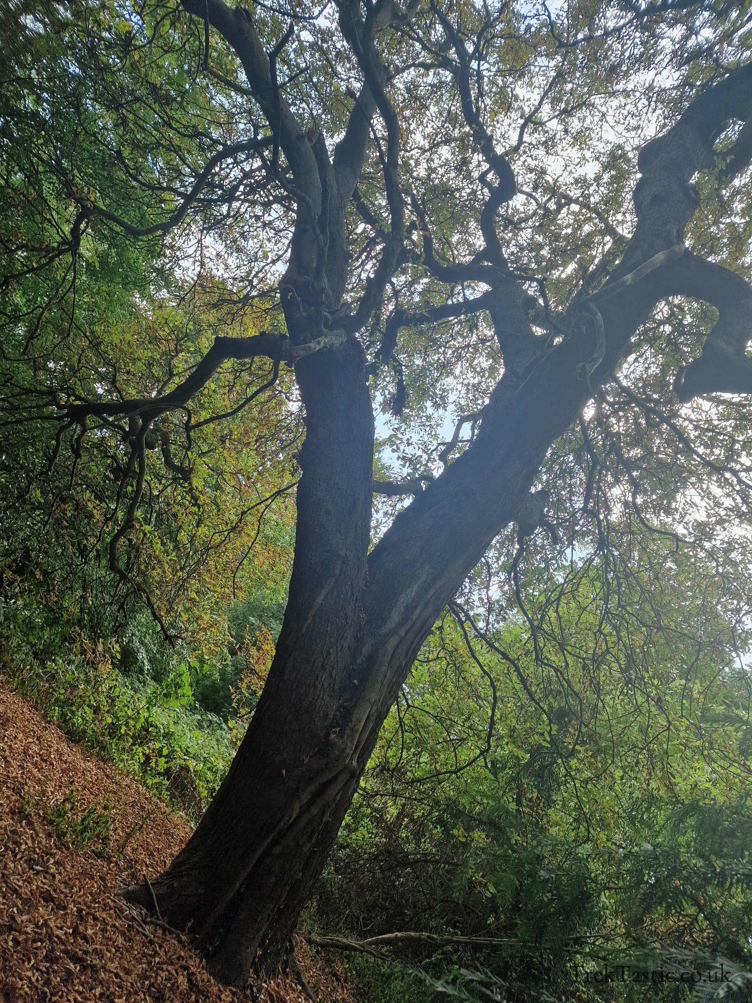 Attenborough Arboretum gallery image 18