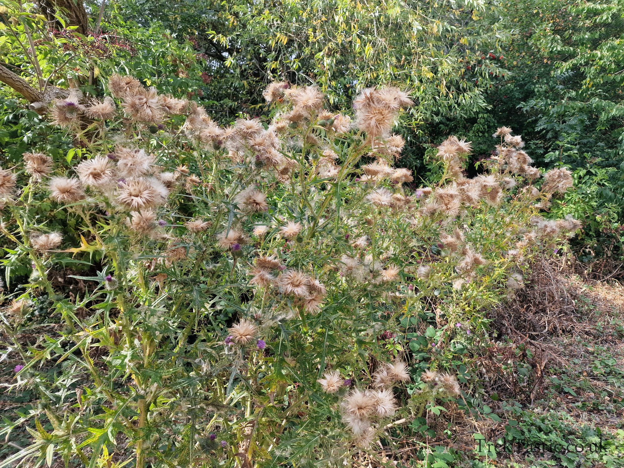 Attenborough Arboretum gallery image 19