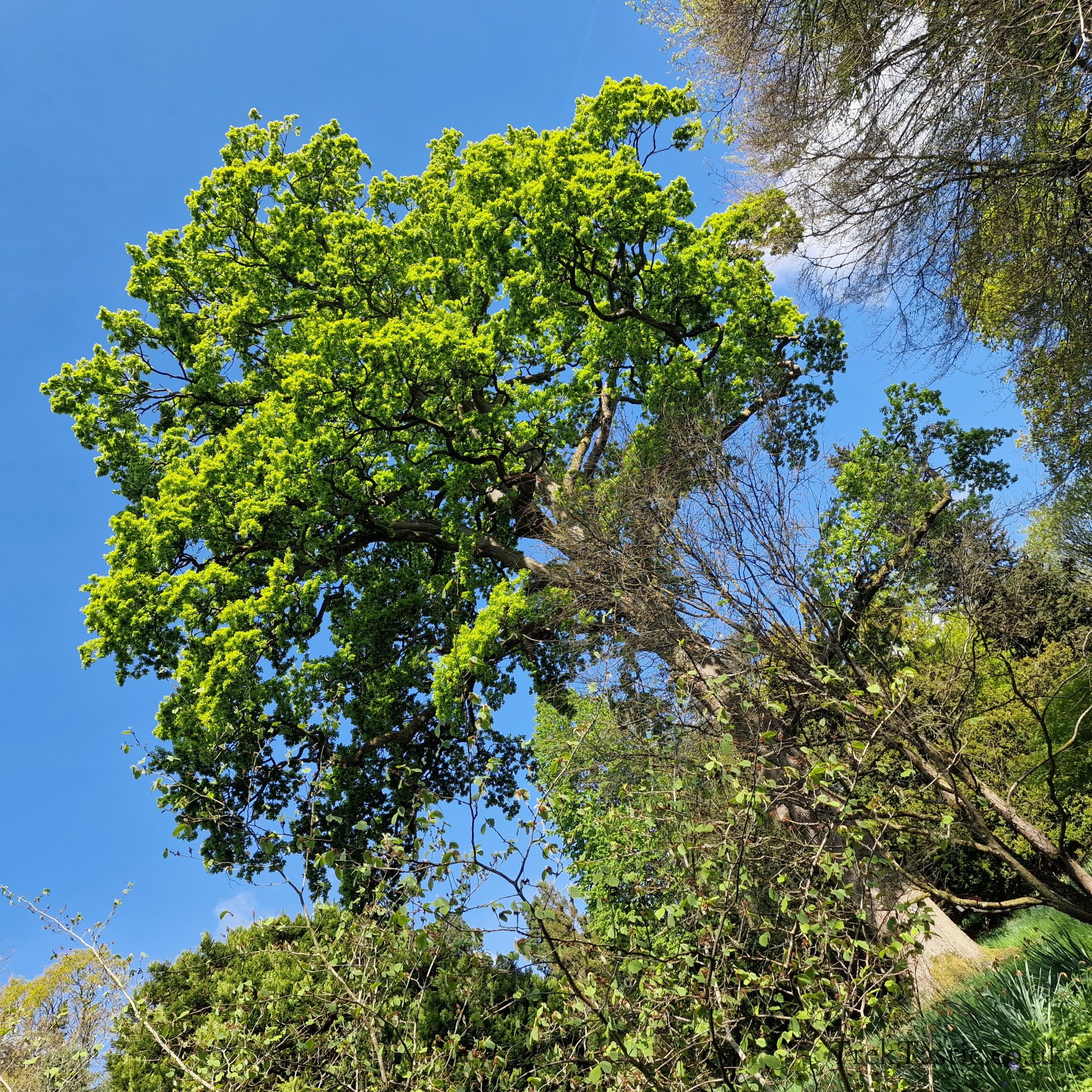 Batsford Arboretum gallery image 6