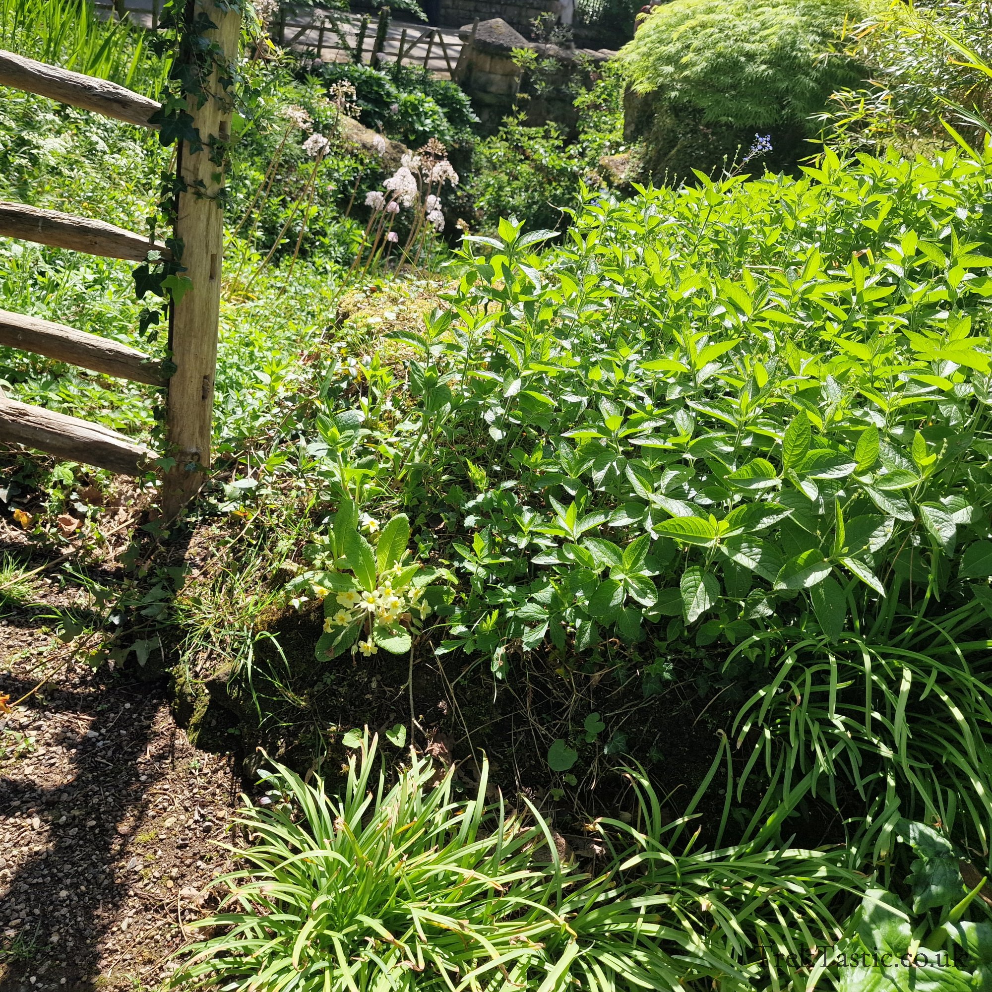 Batsford Arboretum gallery image 8