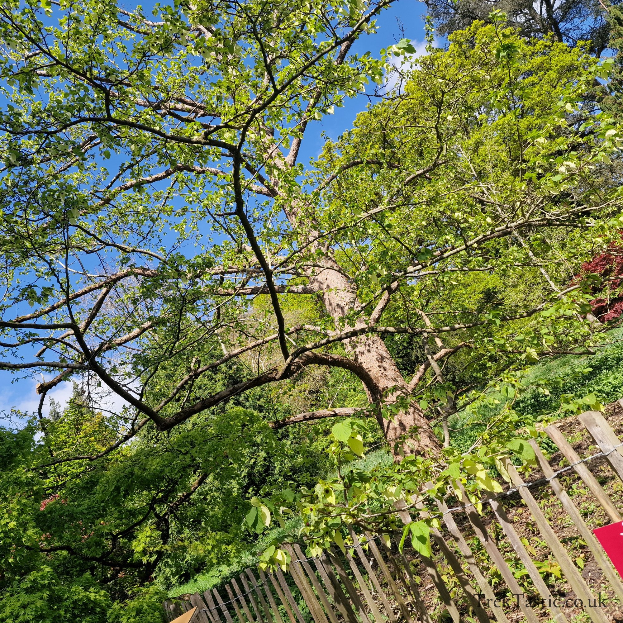 Batsford Arboretum gallery image 13