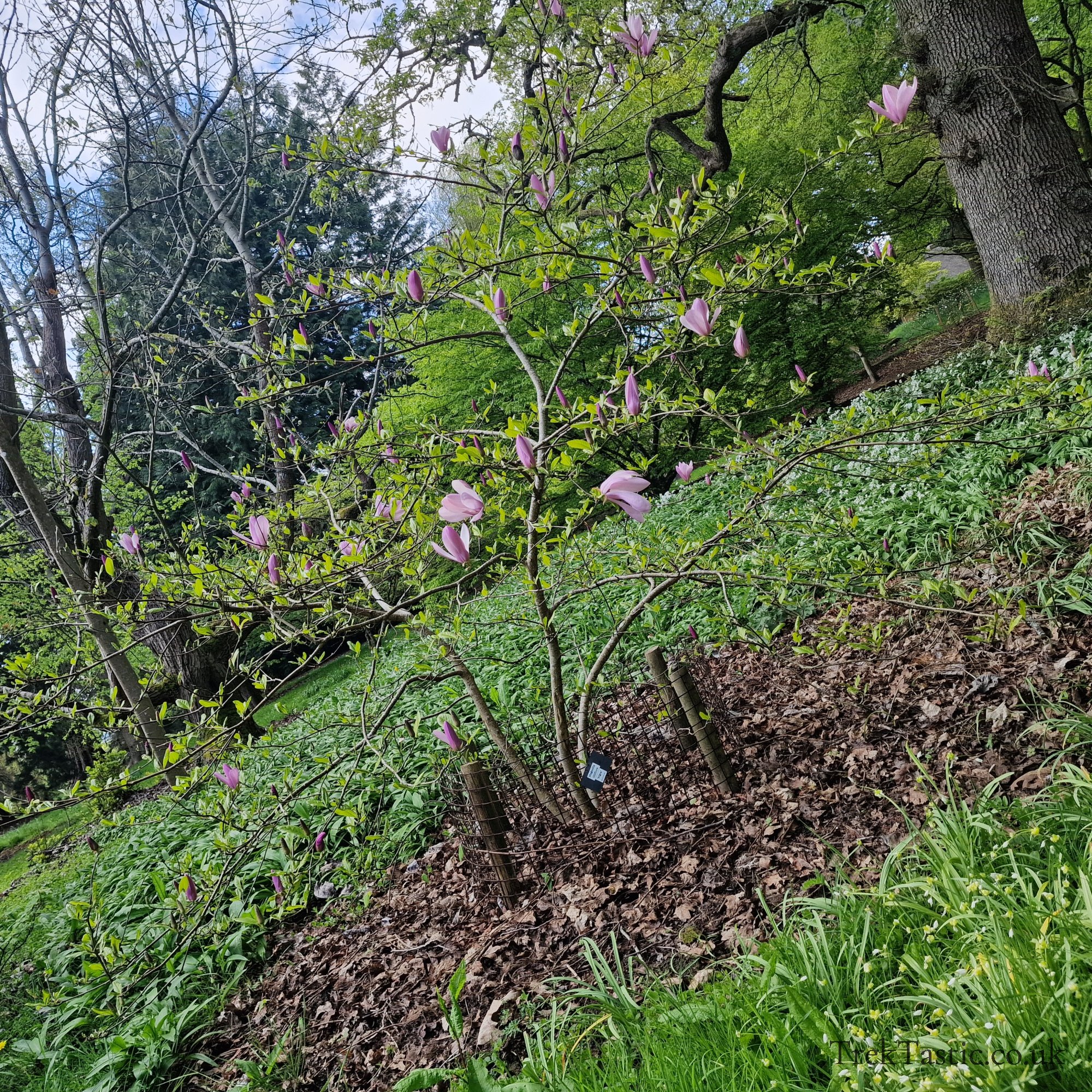 Batsford Arboretum gallery image 18