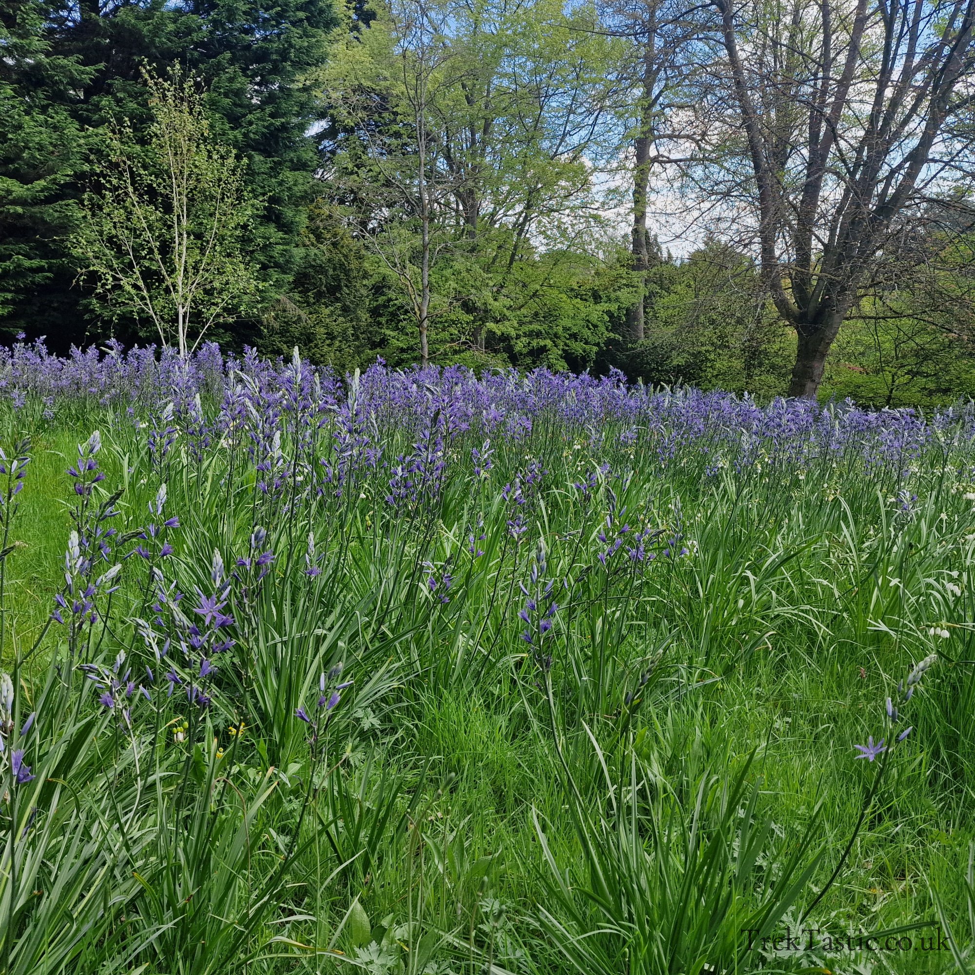 Batsford Arboretum gallery image 19