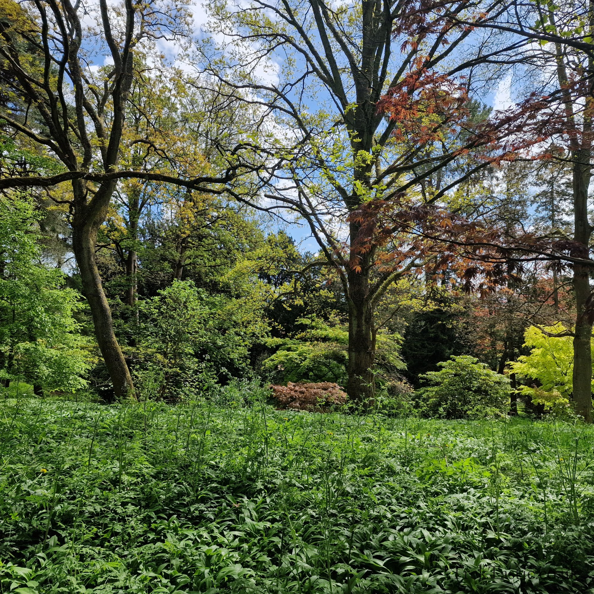Batsford Arboretum gallery image 25