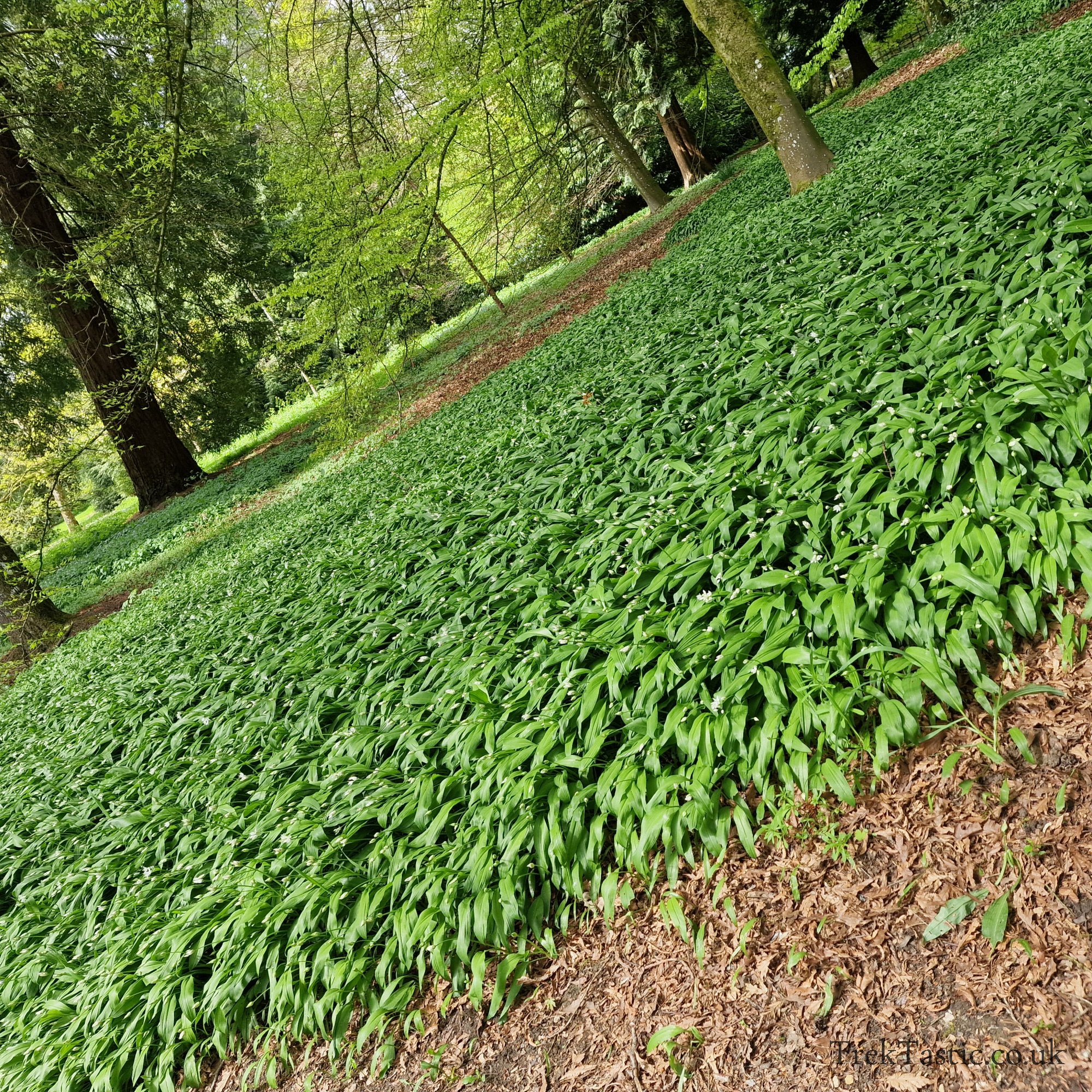 Batsford Arboretum gallery image 26