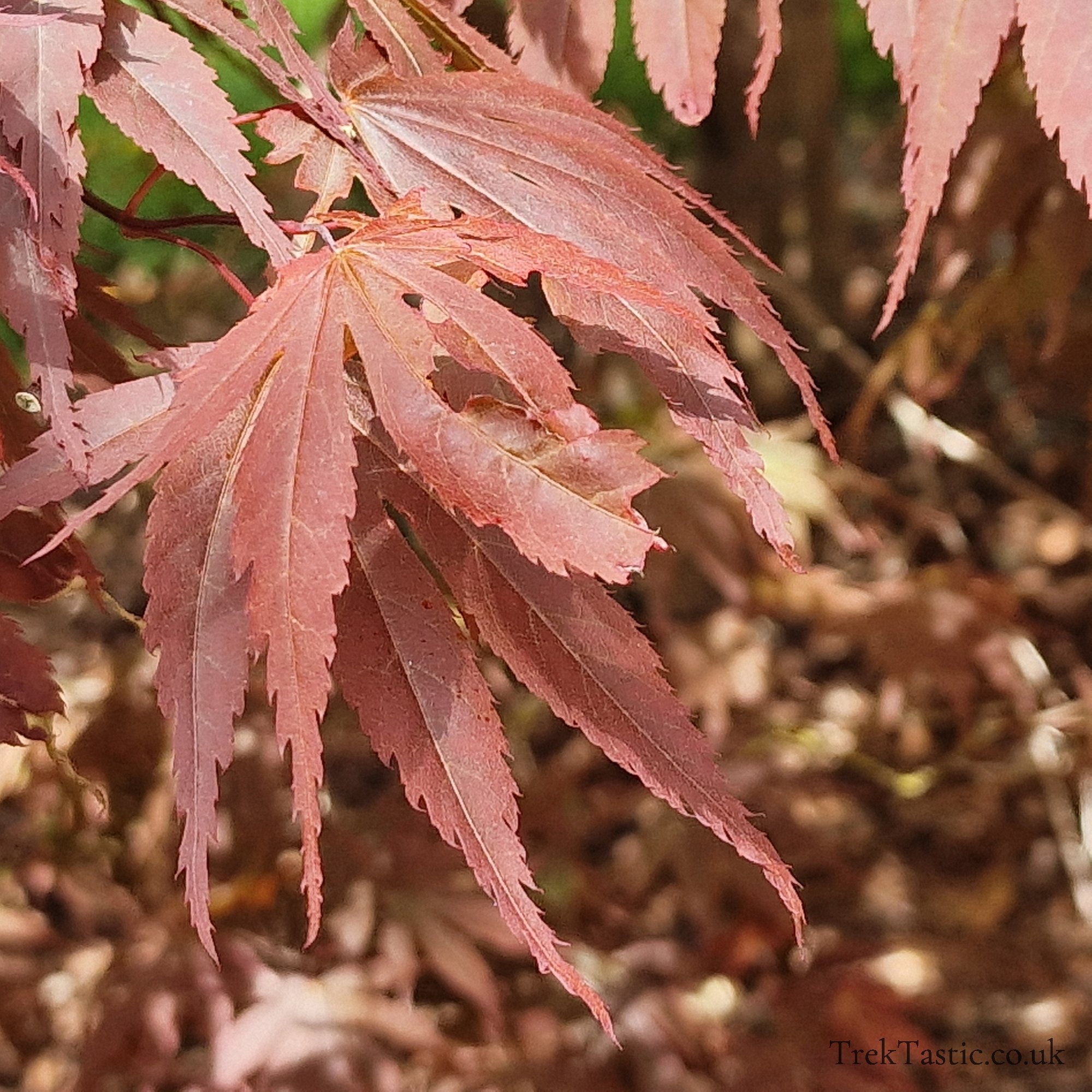 Batsford Arboretum gallery image 27