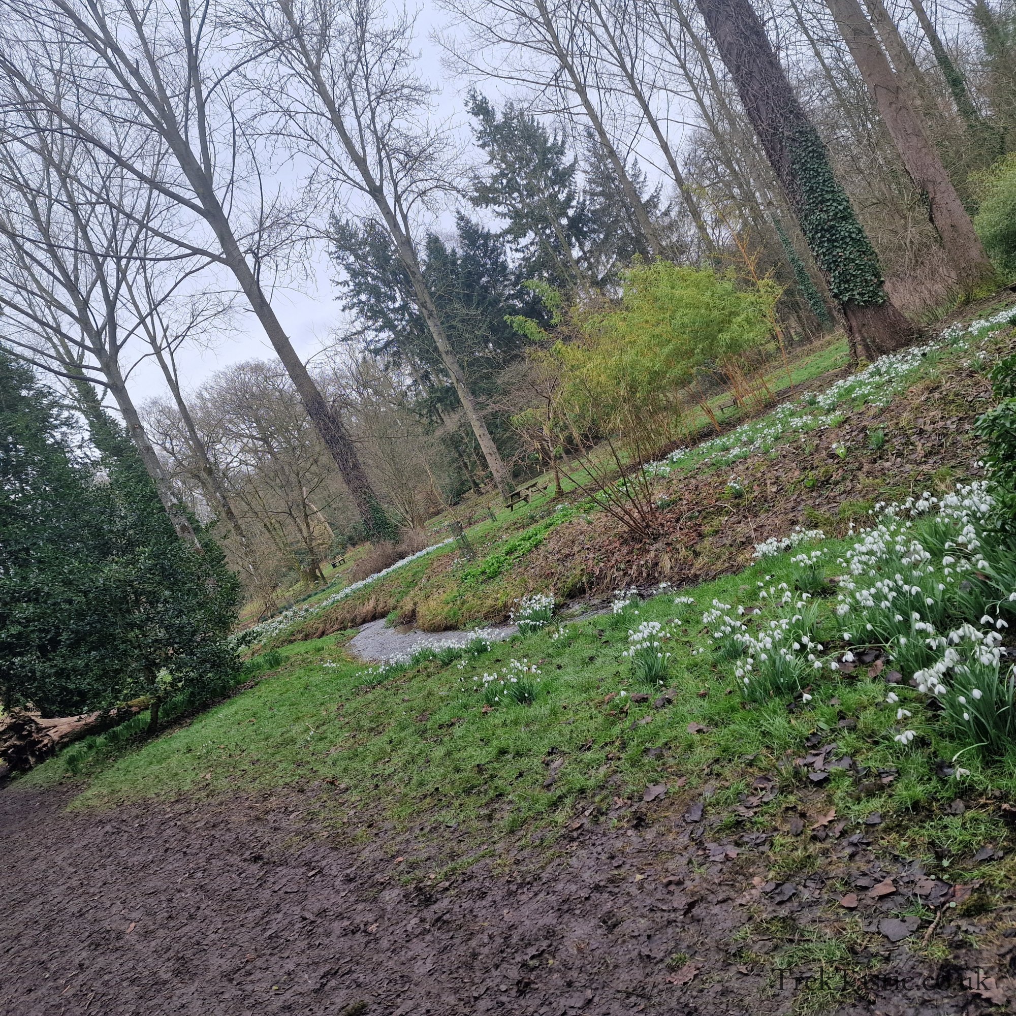 Evenley Wood Gardens gallery image 4