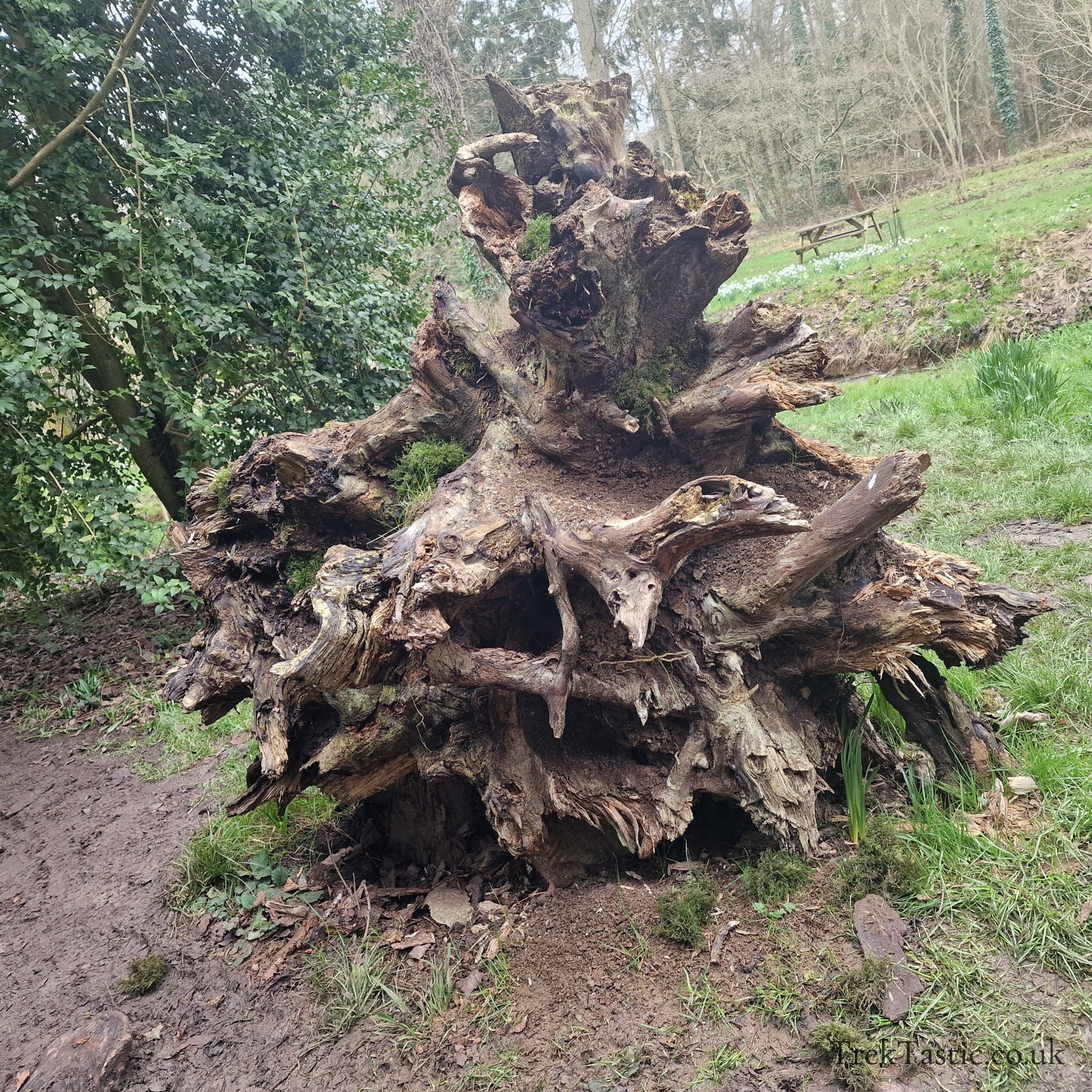 Evenley Wood Gardens gallery image 5