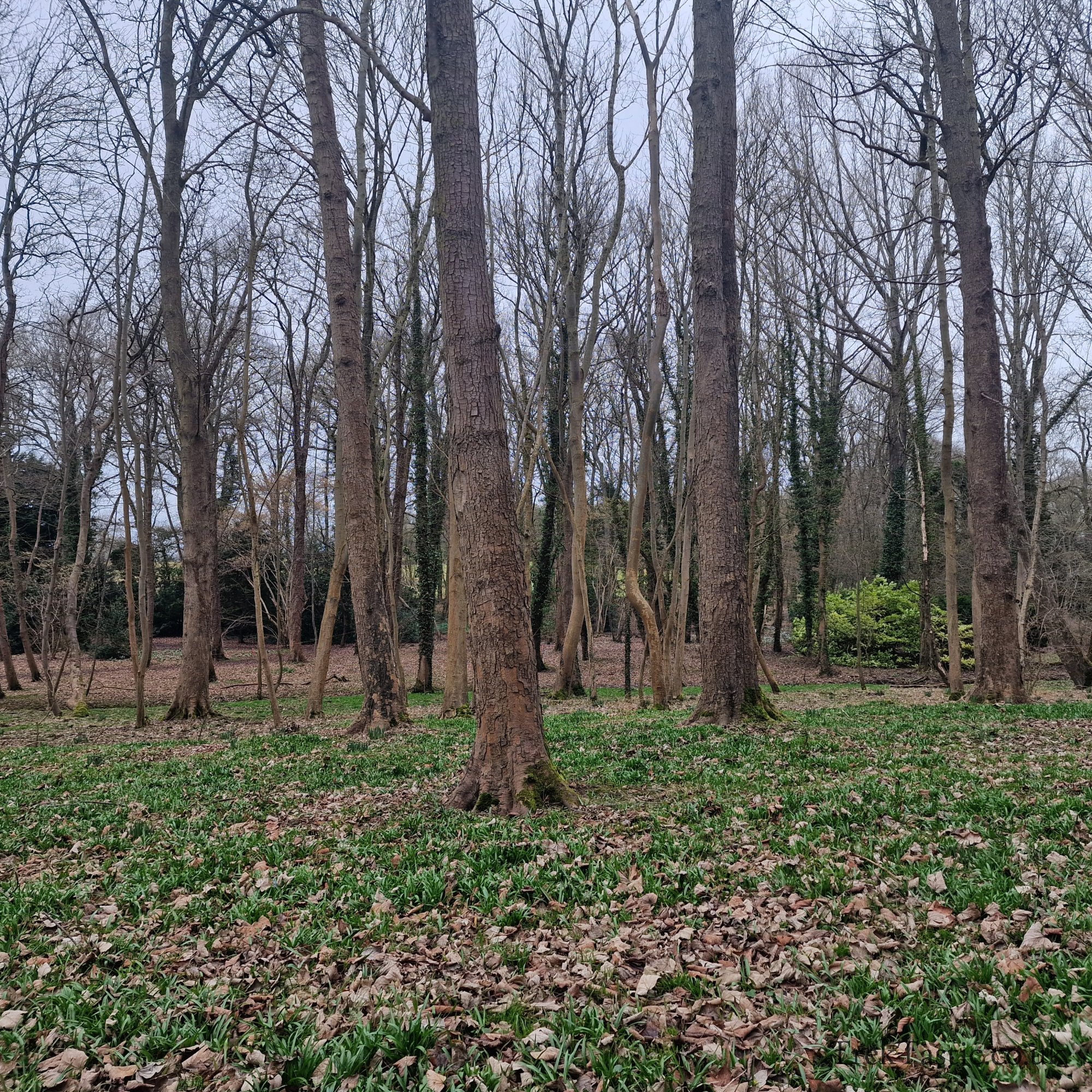 Evenley Wood Gardens gallery image 9