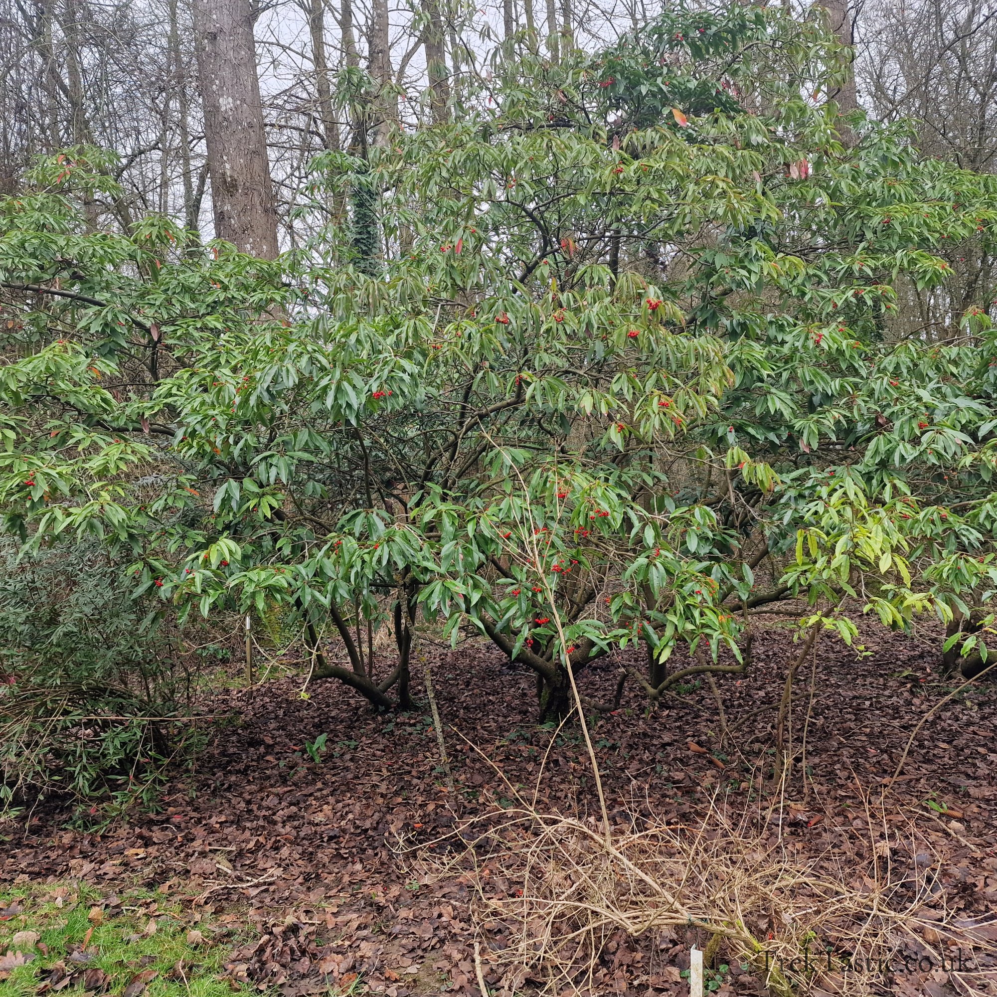 Evenley Wood Gardens gallery image 10