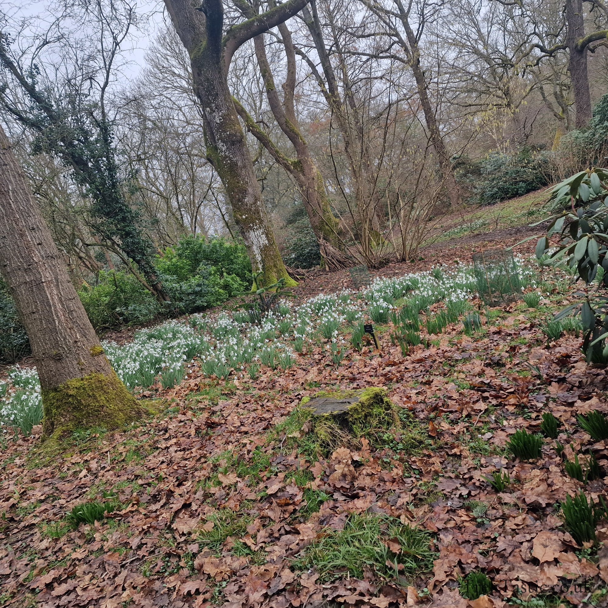 Evenley Wood Gardens gallery image 12