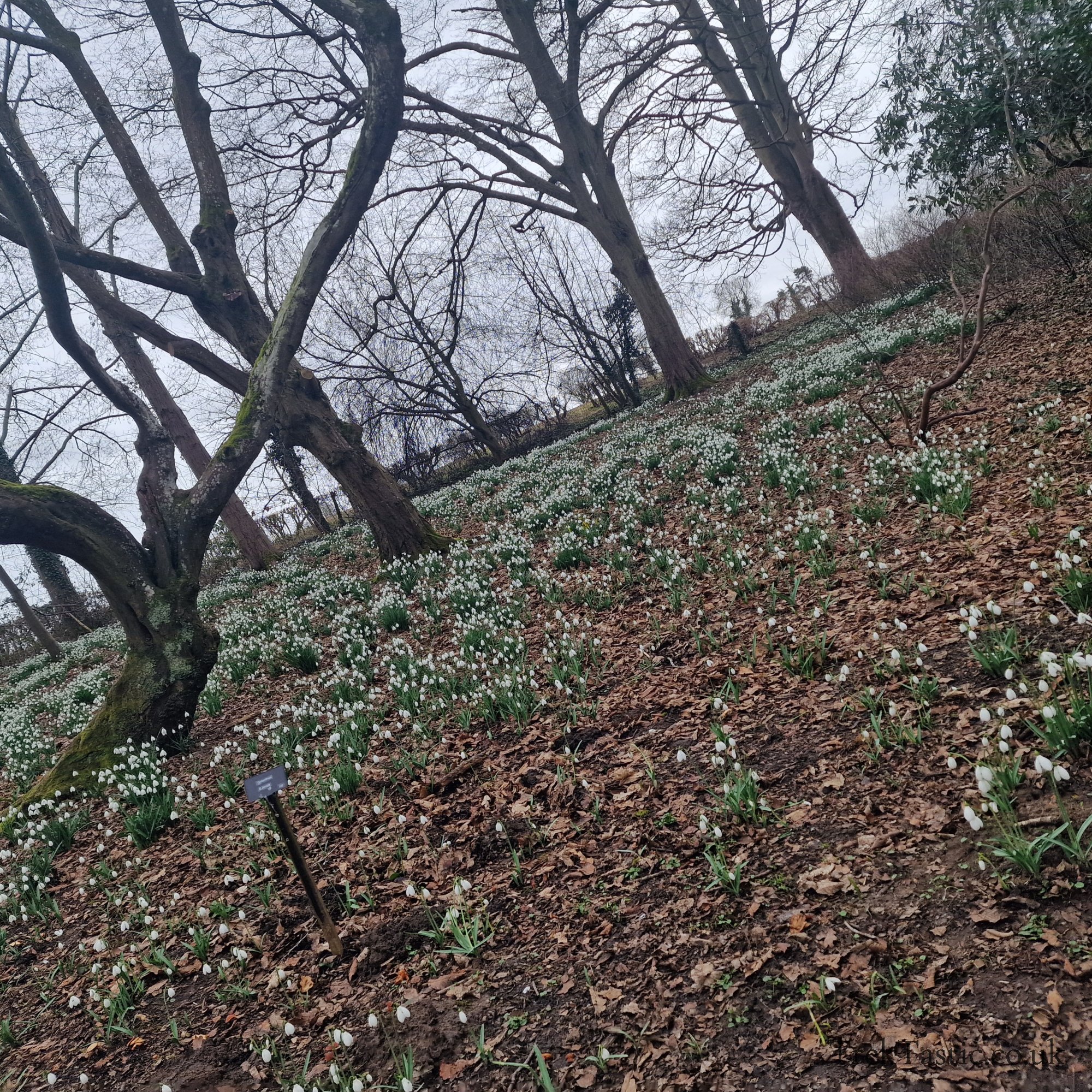 Evenley Wood Gardens gallery image 13