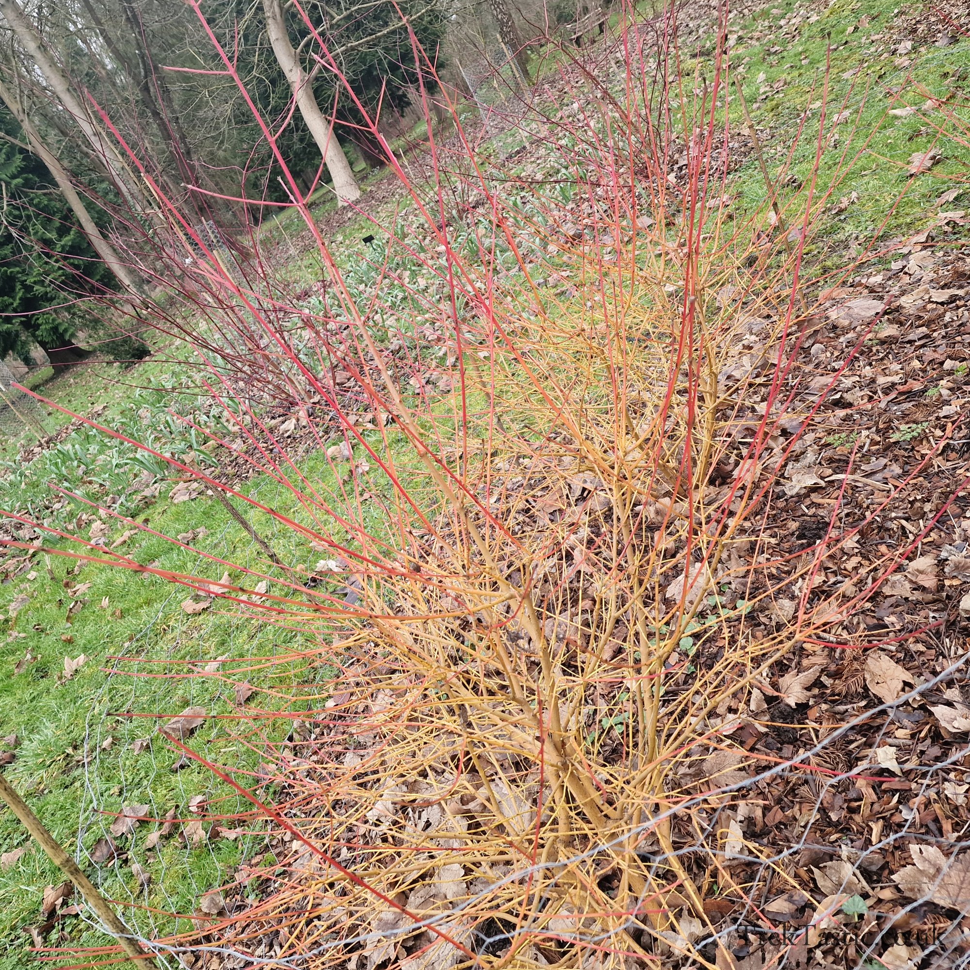 Evenley Wood Gardens gallery image 15