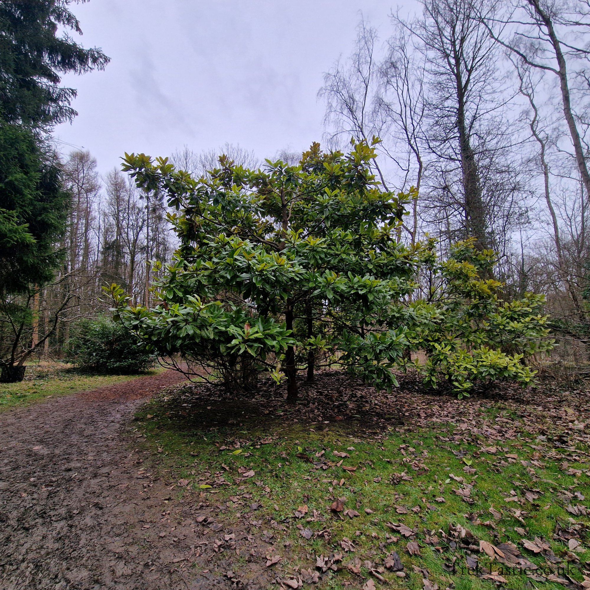 Evenley Wood Gardens gallery image 17