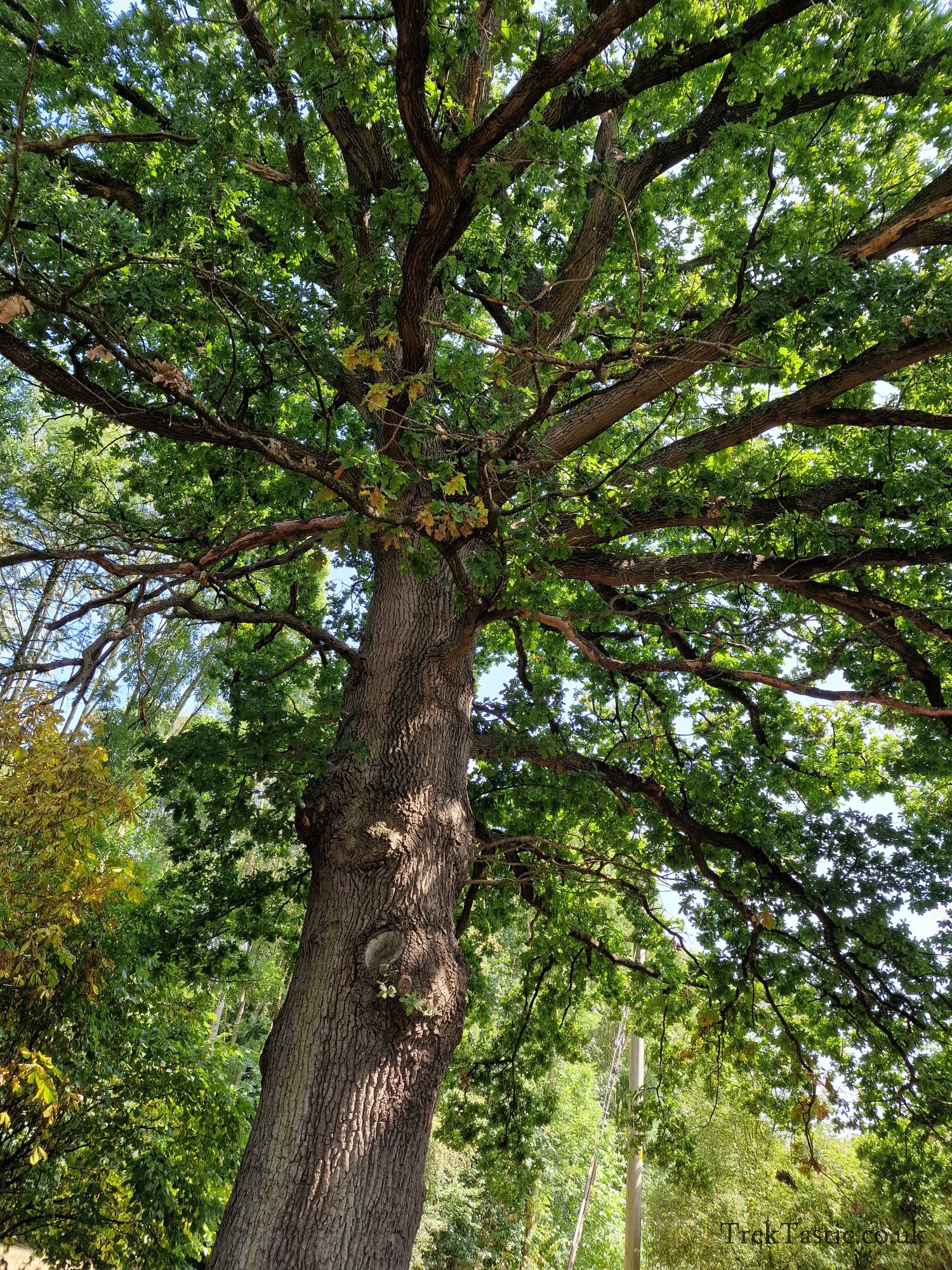 Newent Arboretum gallery image 23