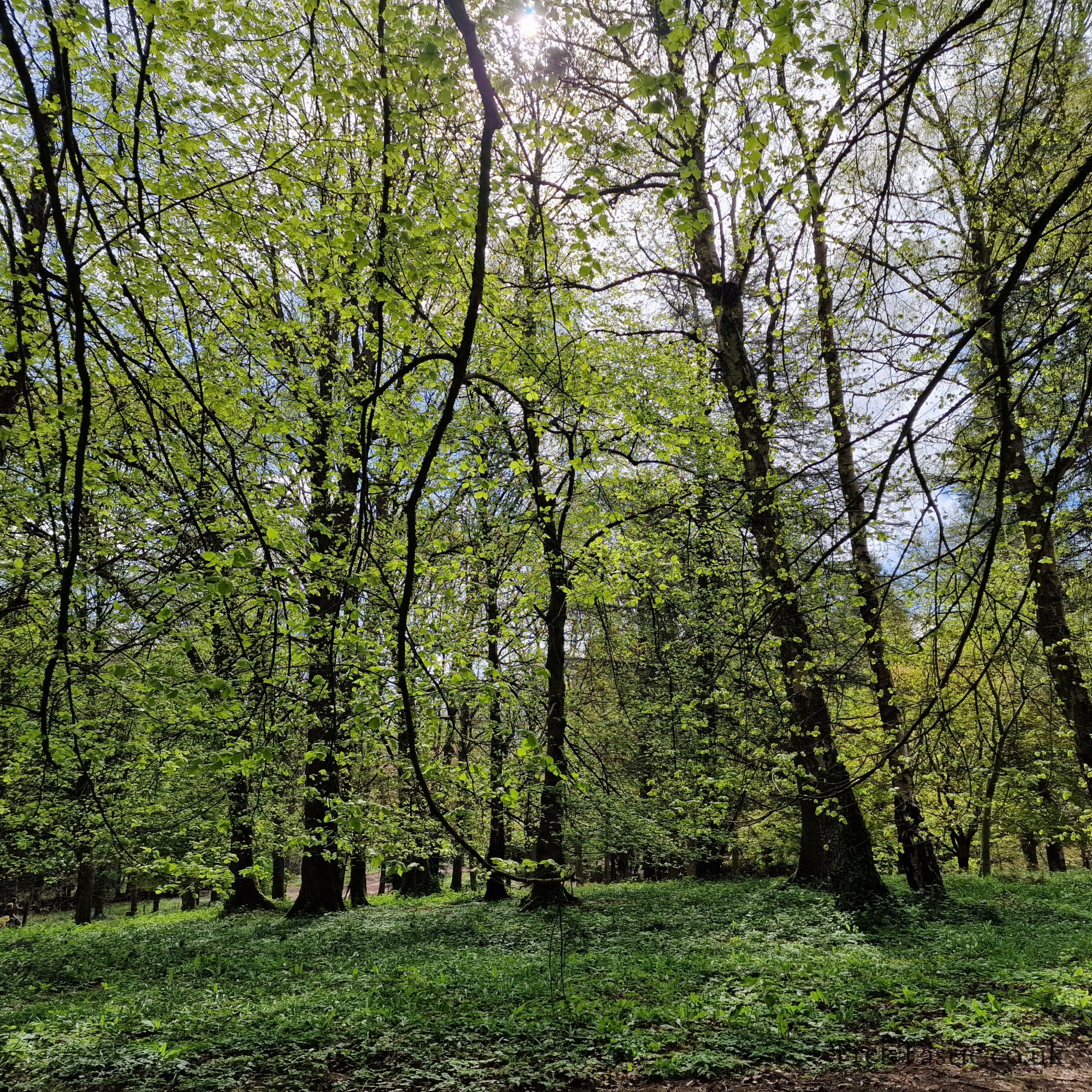 Queenswood Arboretum gallery image 6