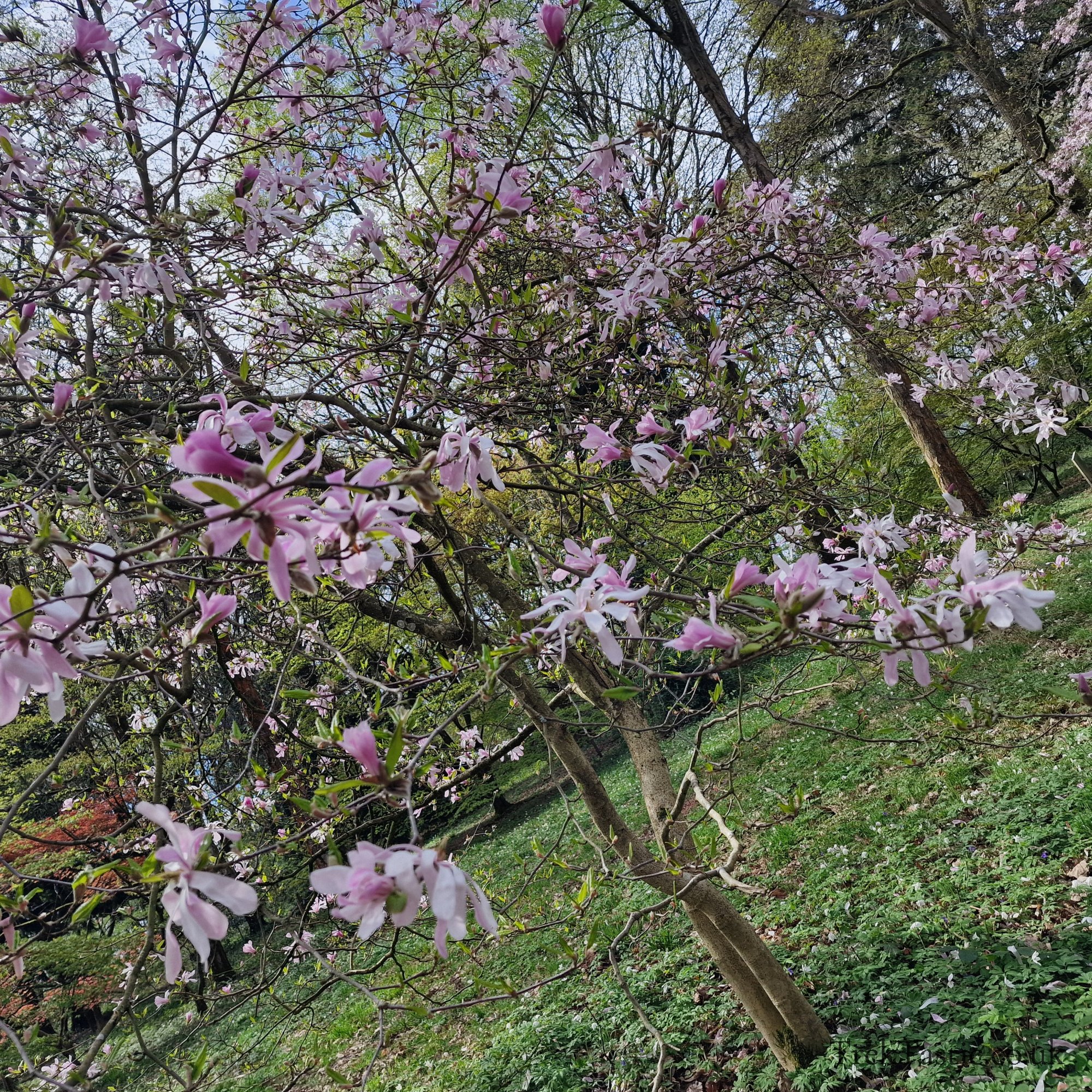 Queenswood Arboretum gallery image 9