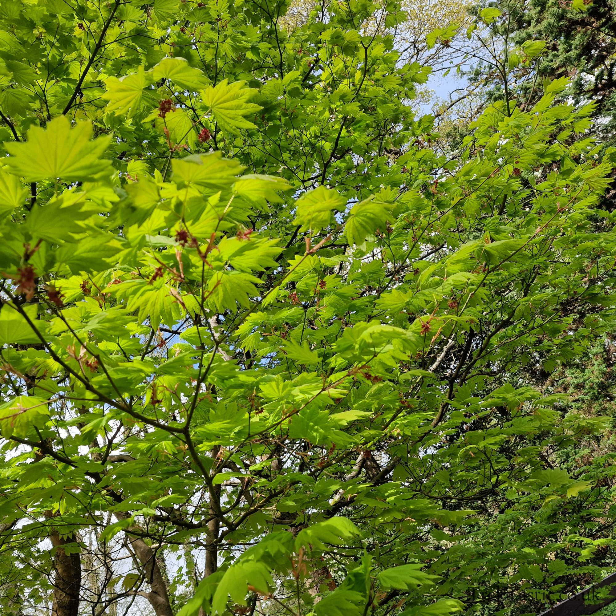 Queenswood Arboretum gallery image 10