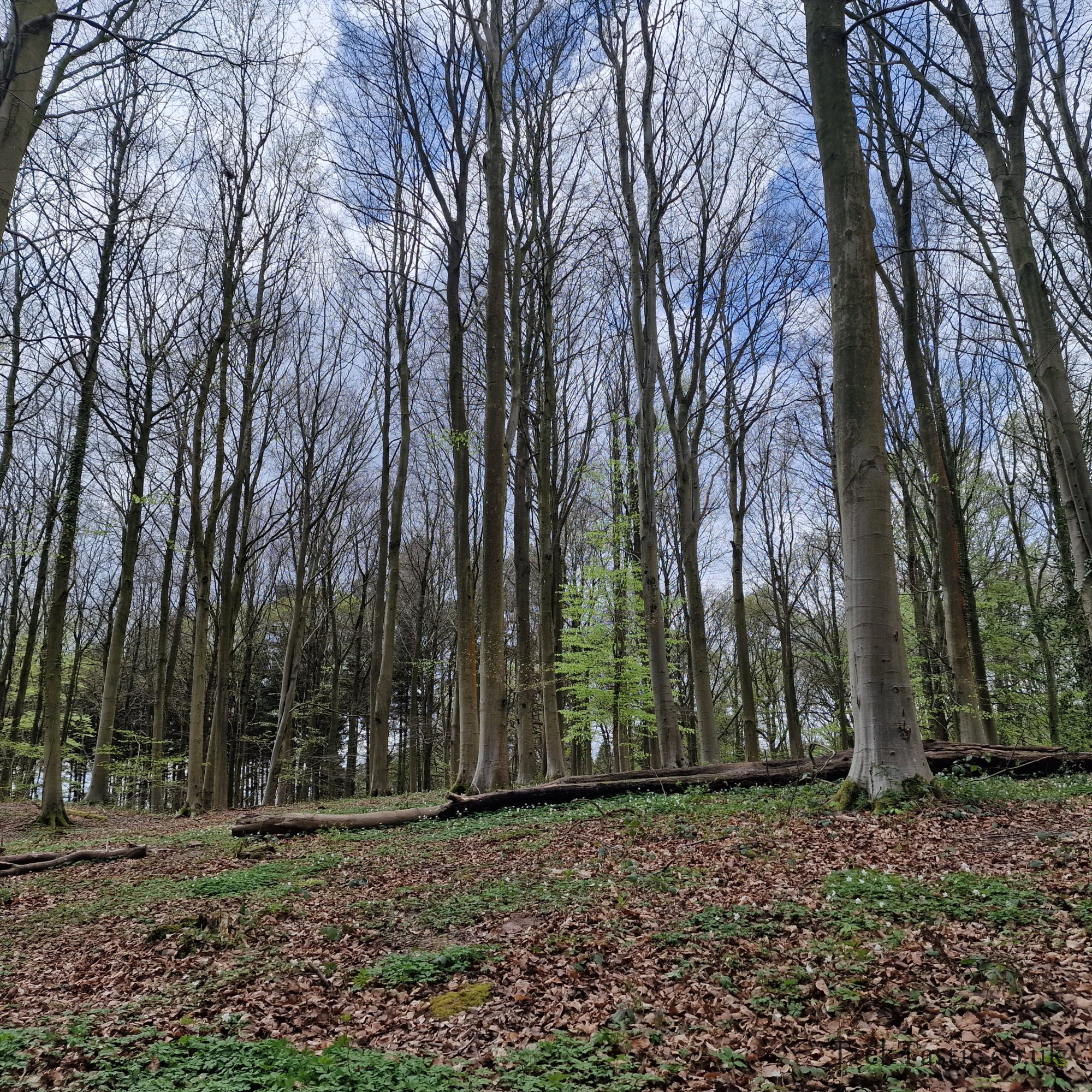 Queenswood Arboretum gallery image 11