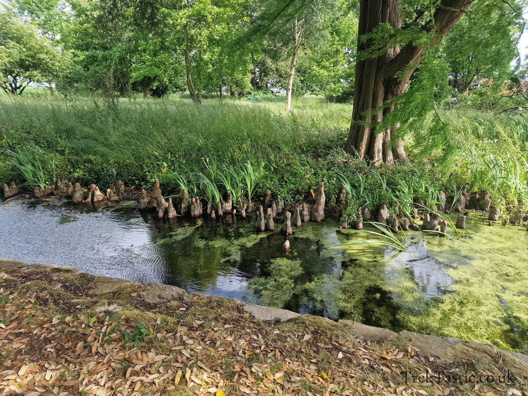 Spetchley Park Gardens gallery image 16