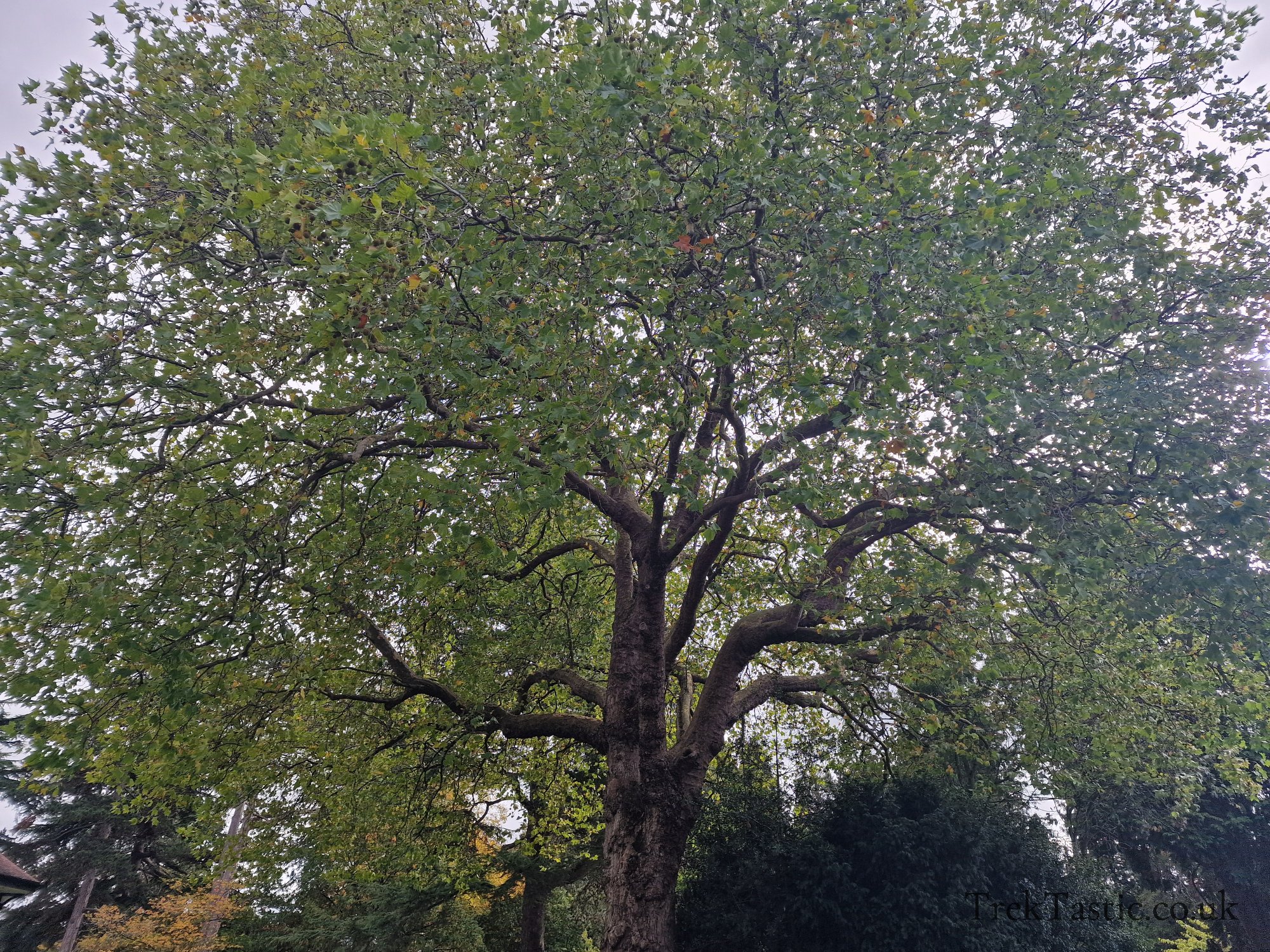 St. Peters Fields gallery image 11