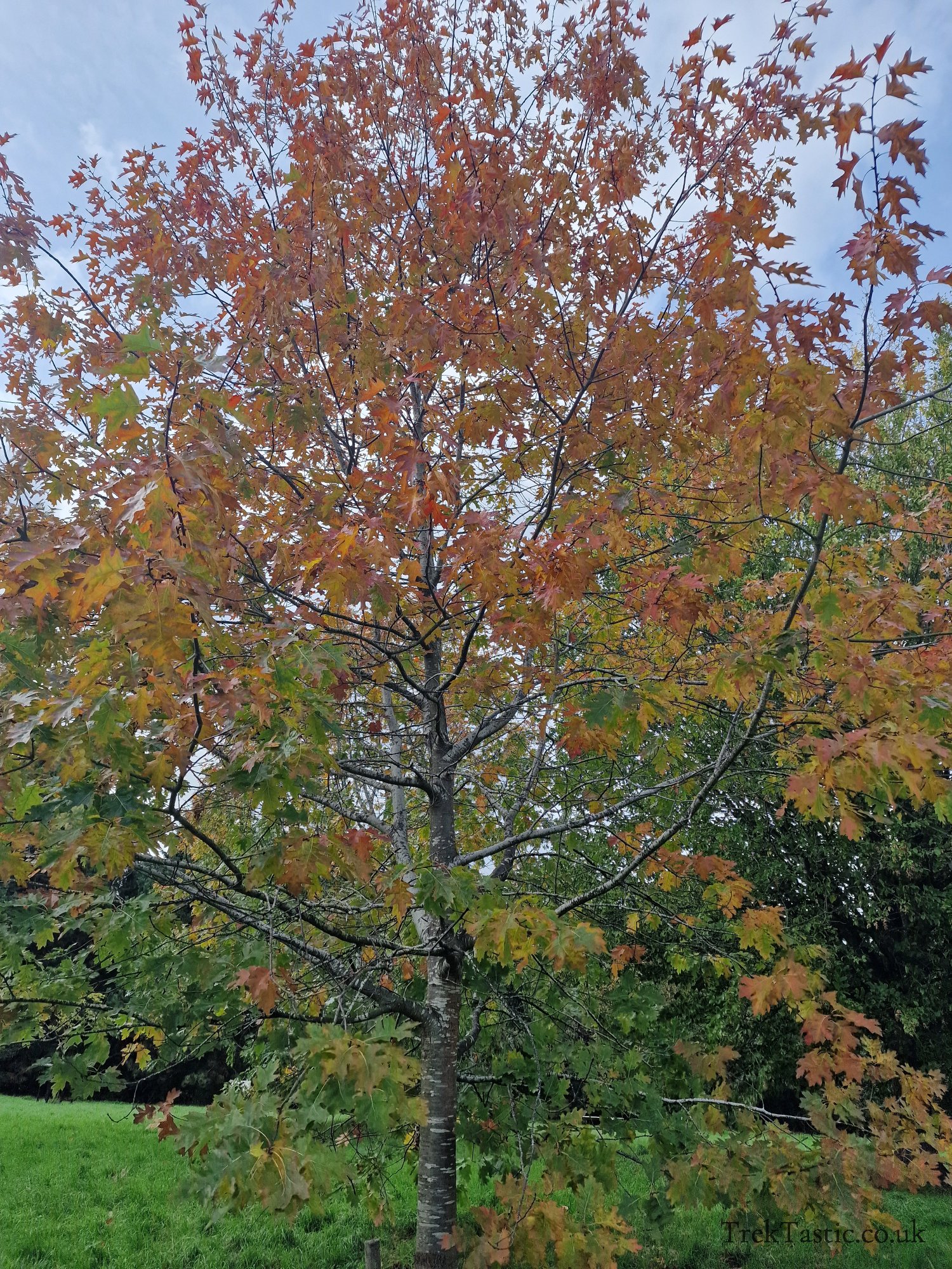St. Peters Fields gallery image 19