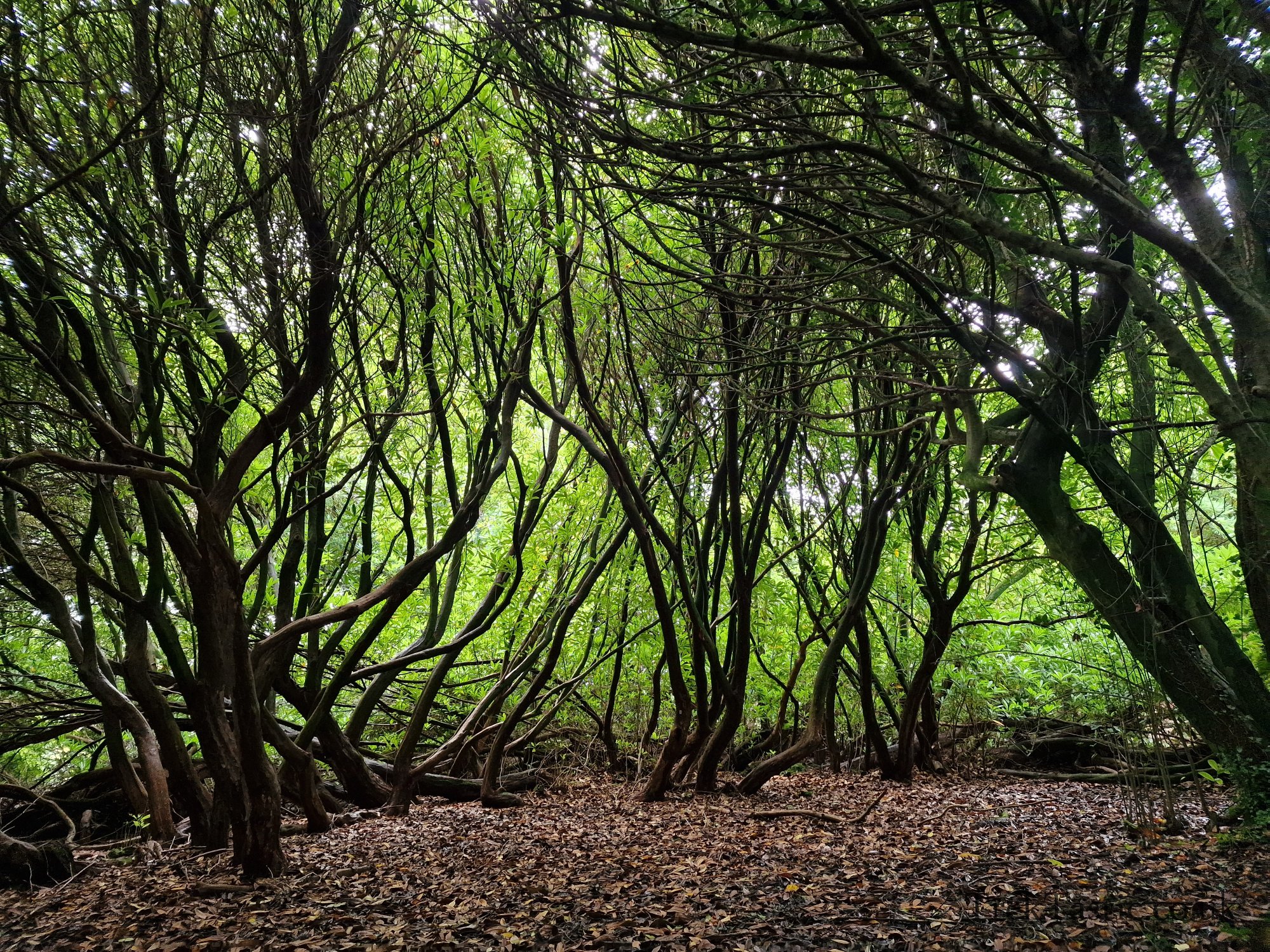 The Lost Gardens of Heligan gallery image 8
