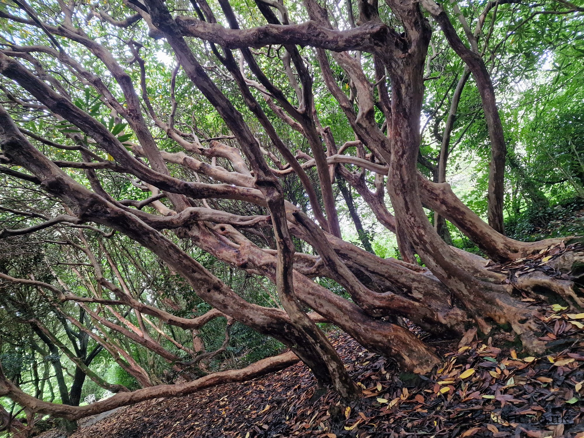 The Lost Gardens of Heligan gallery image 9