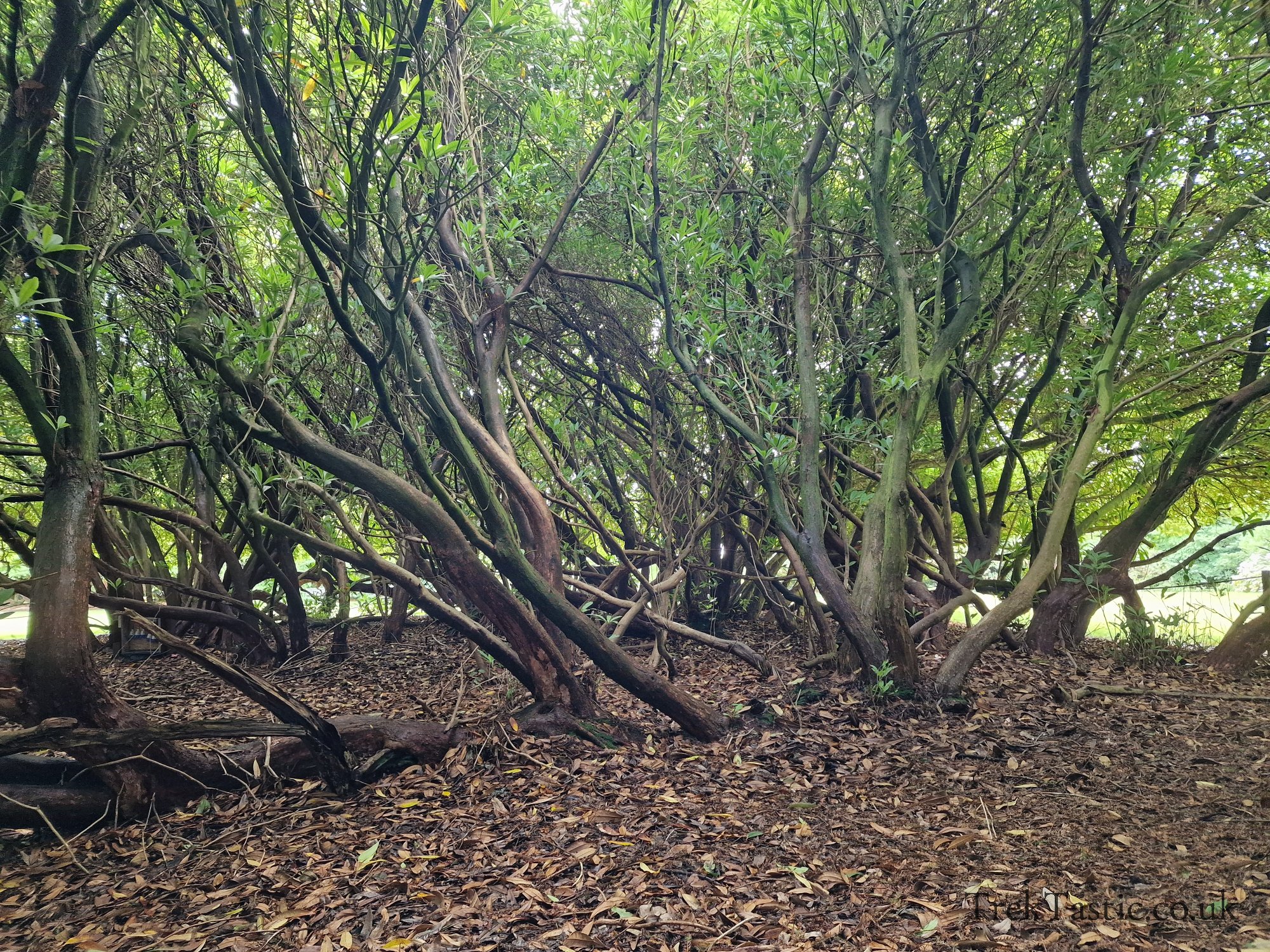 The Lost Gardens of Heligan gallery image 13
