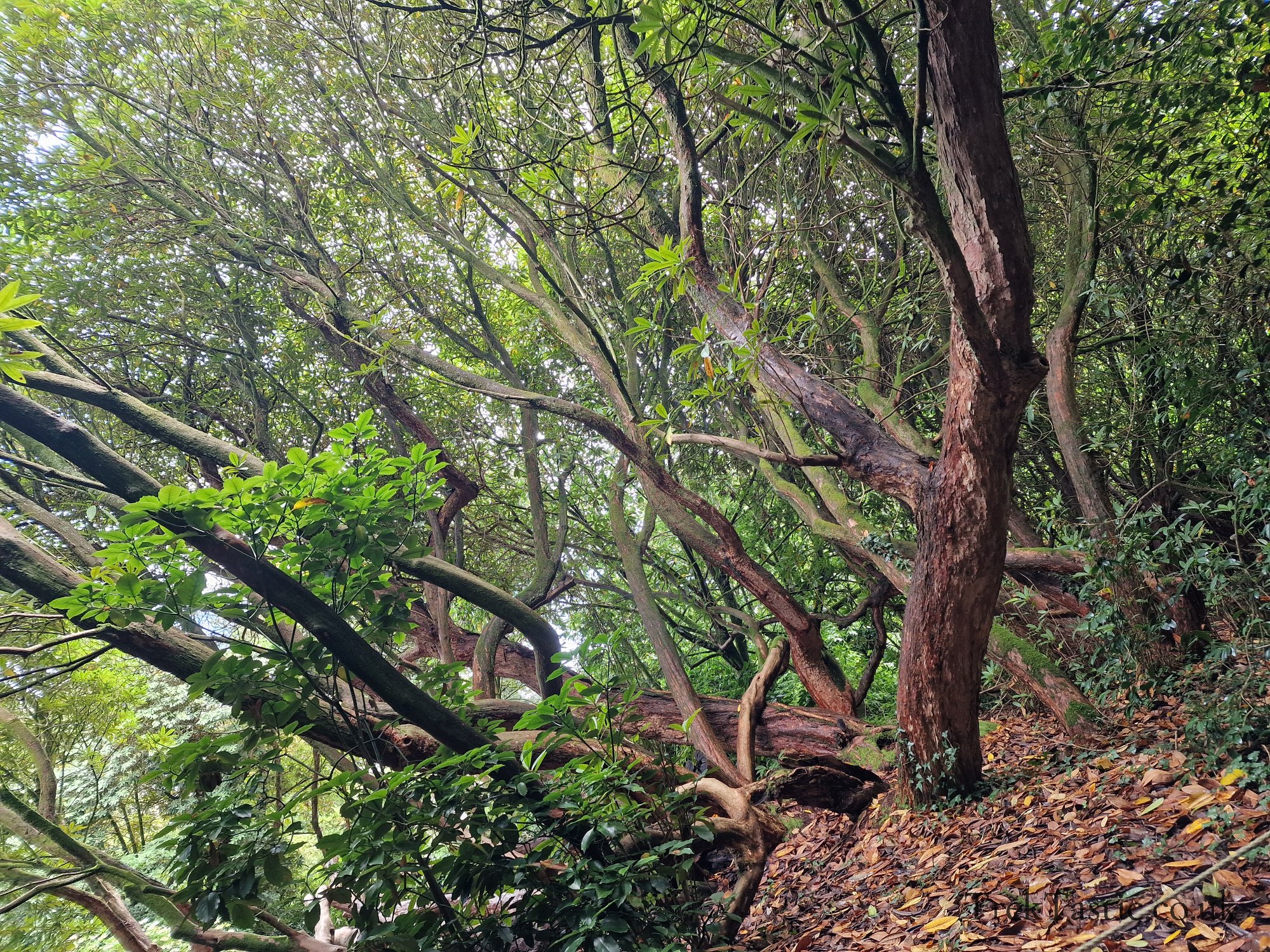 The Lost Gardens of Heligan gallery image 22