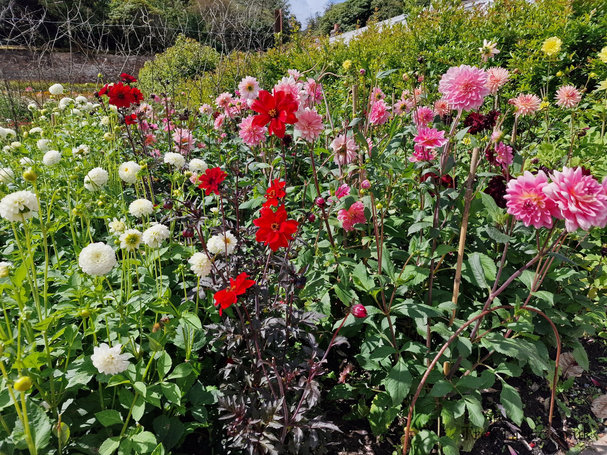 The Lost Gardens of Heligan gallery image 39