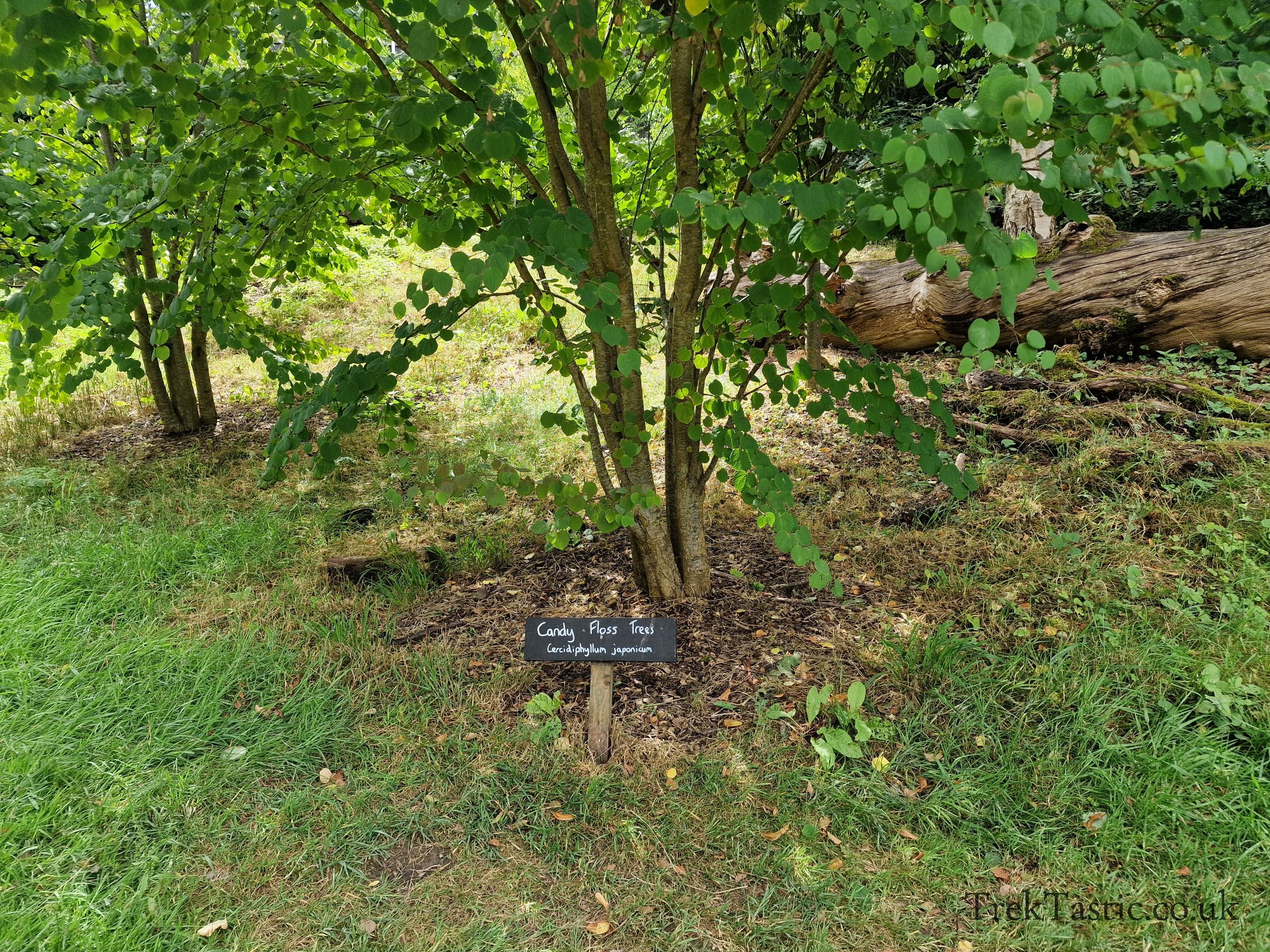Trentham Estate gallery image 22