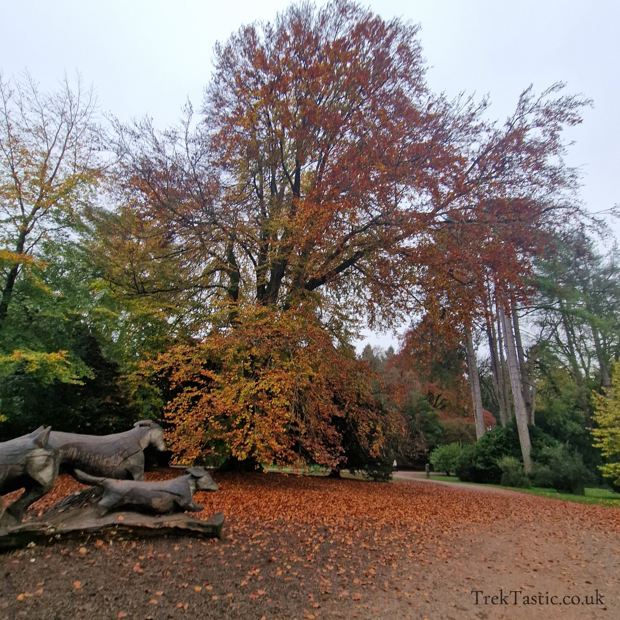 Westonbirt Arboretum gallery image 5