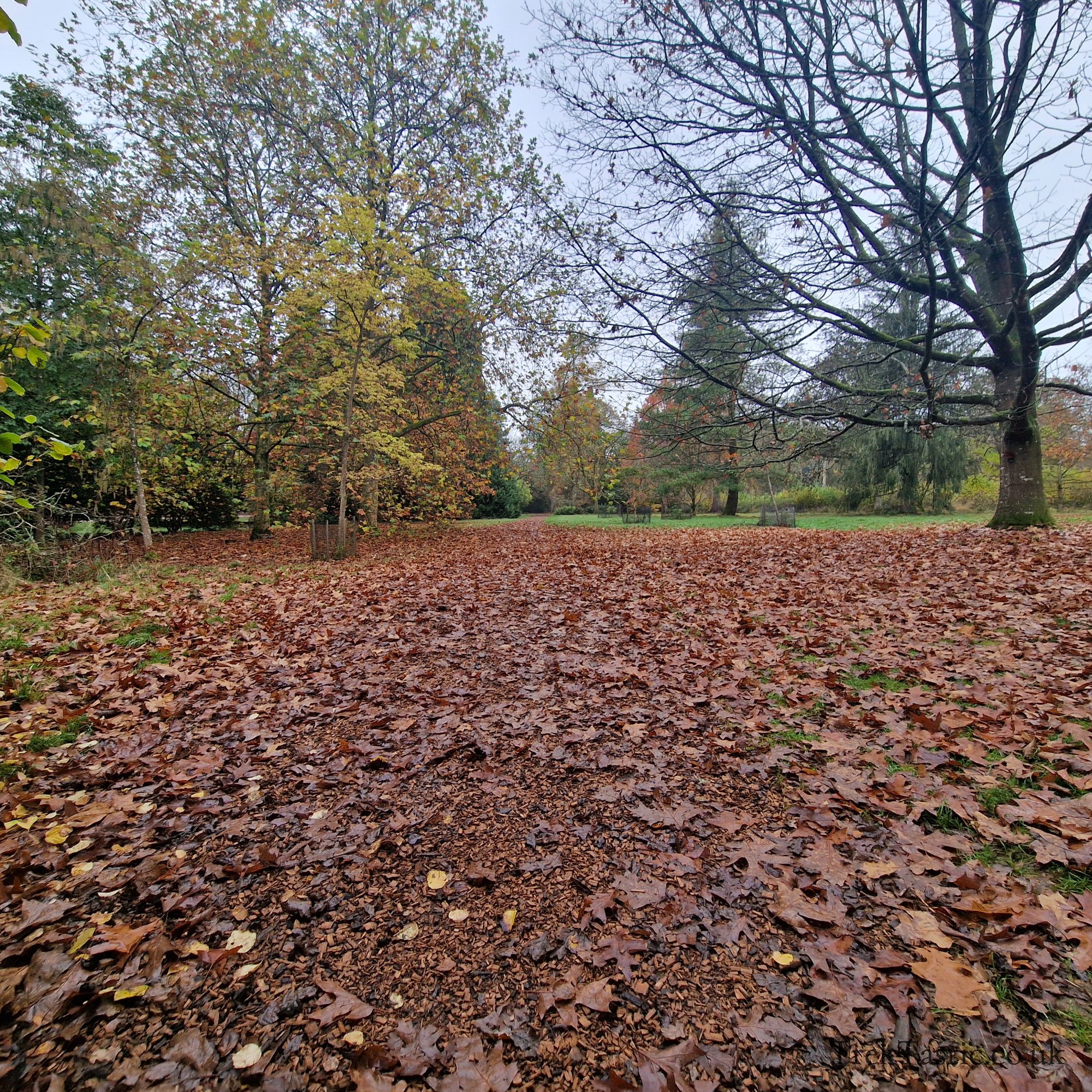 Westonbirt Arboretum gallery image 6
