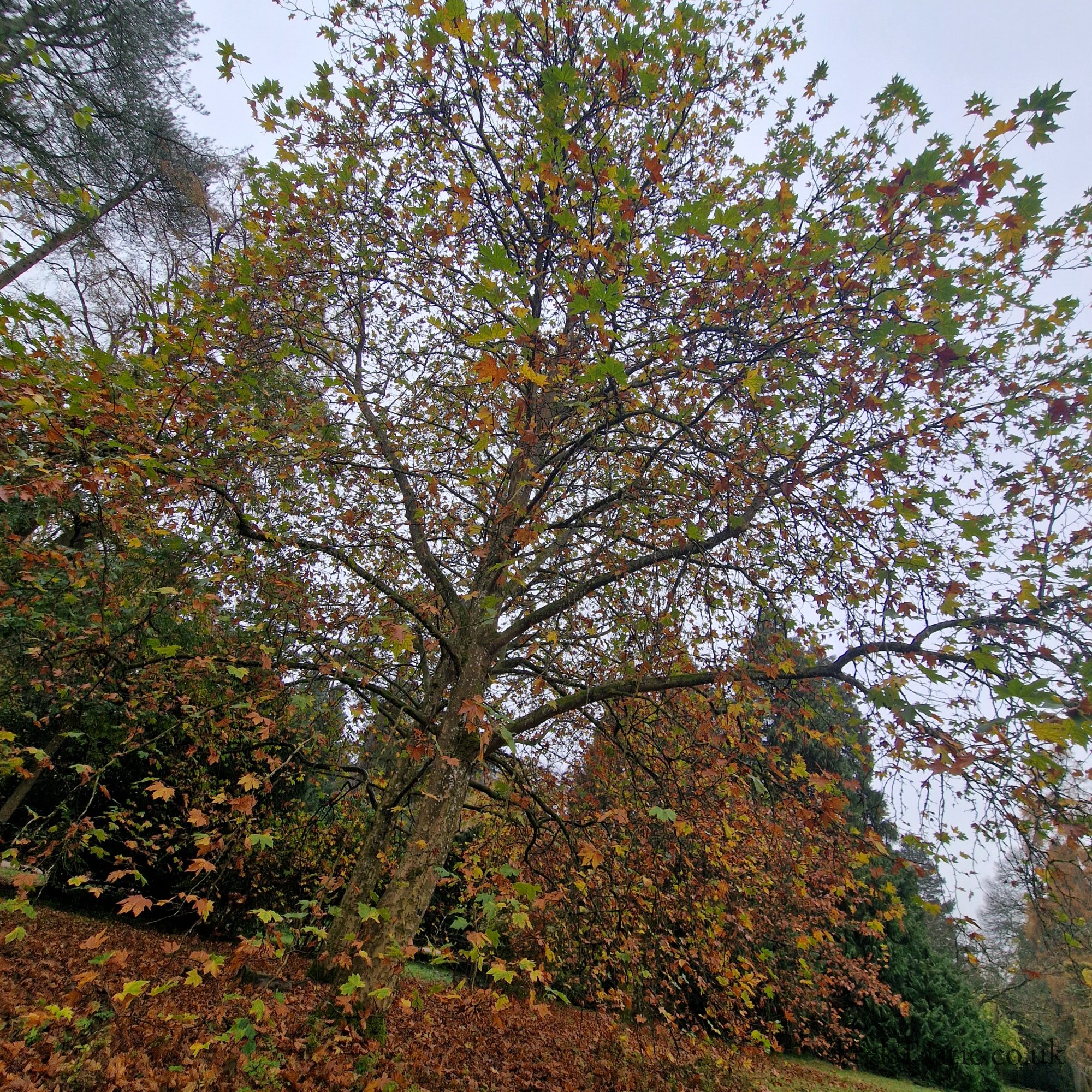 Westonbirt Arboretum gallery image 7