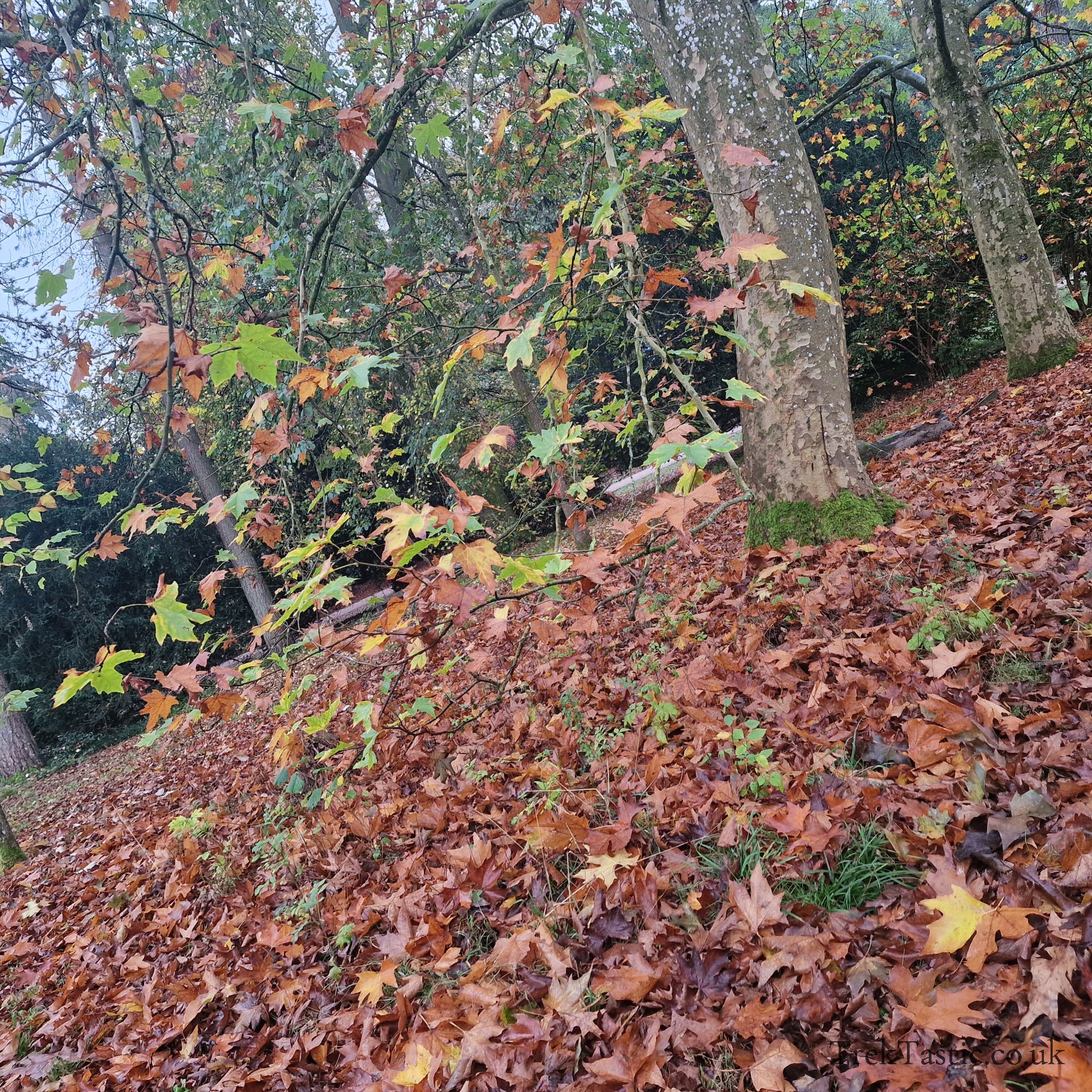 Westonbirt Arboretum gallery image 8
