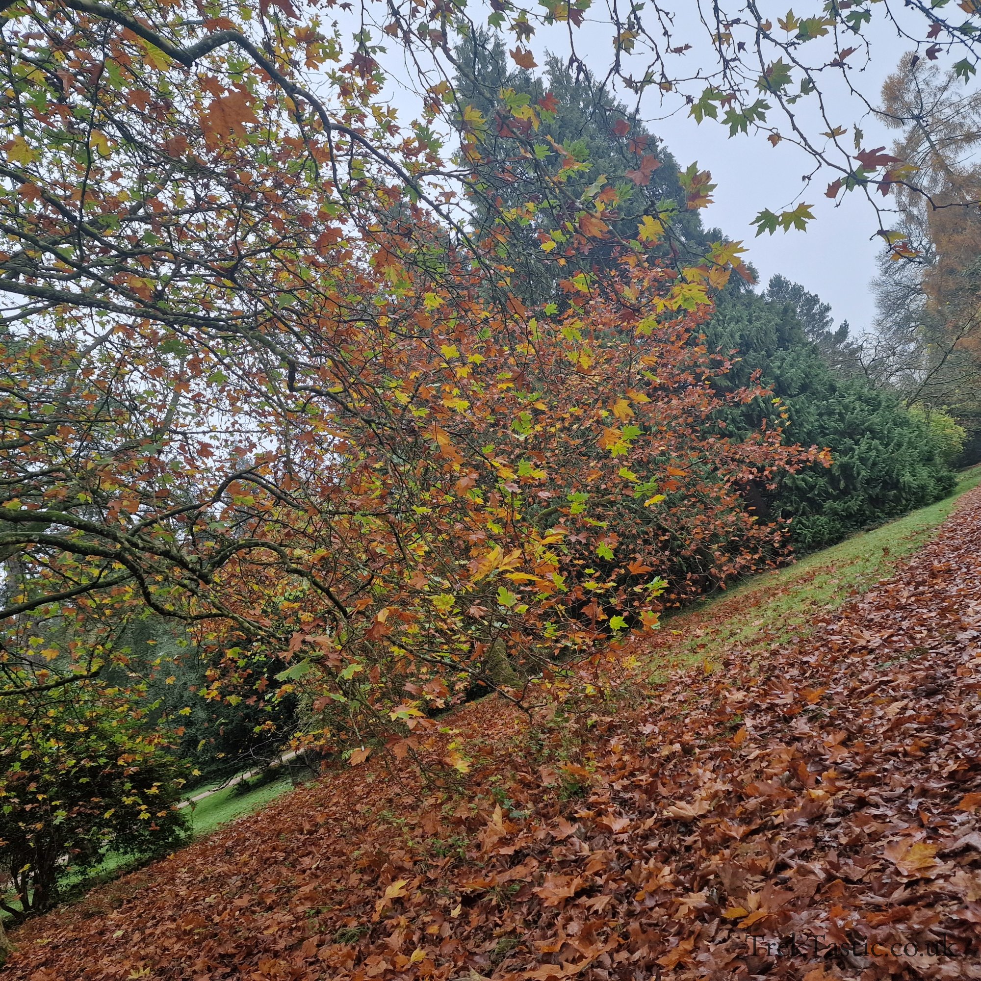 Westonbirt Arboretum gallery image 9