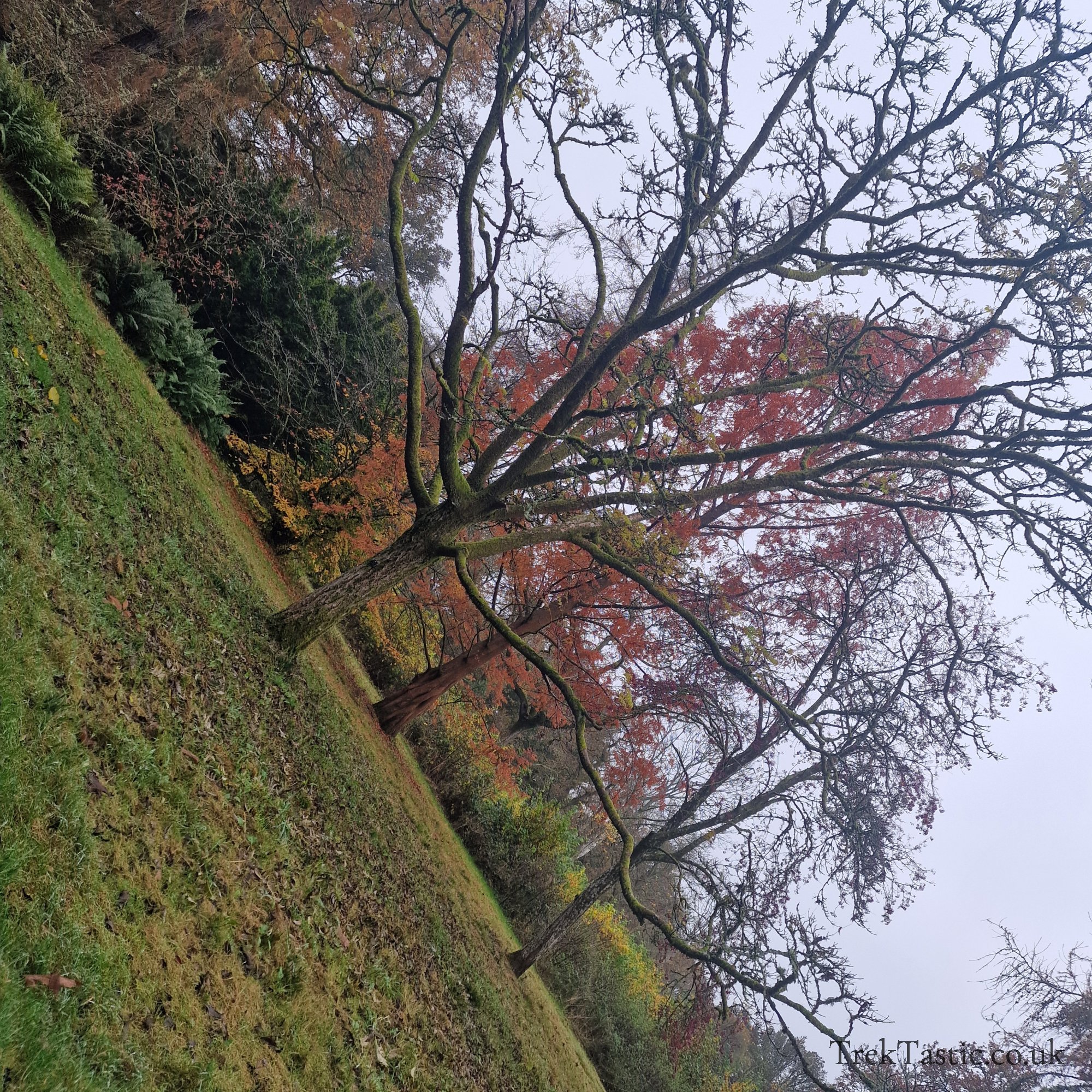 Westonbirt Arboretum gallery image 10
