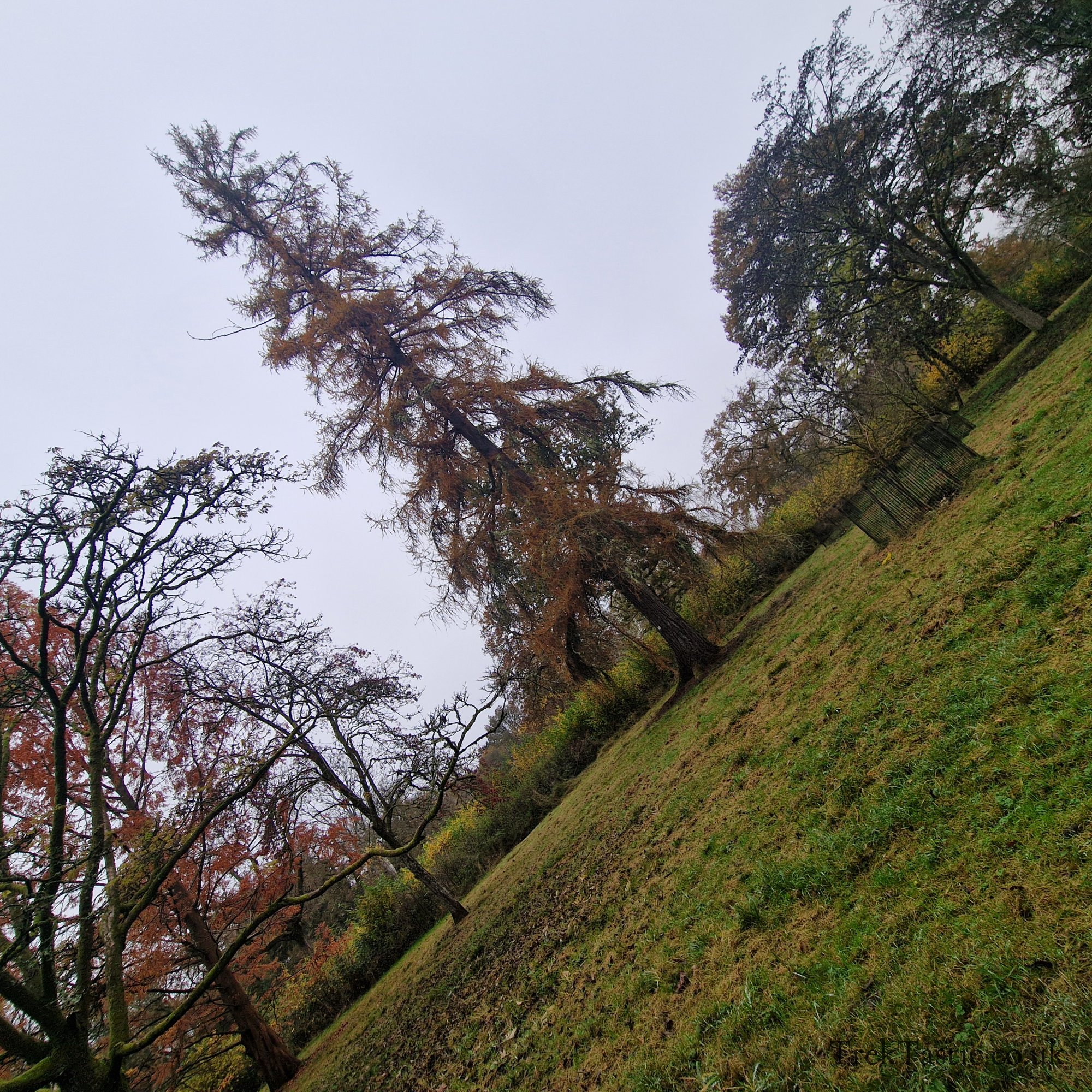 Westonbirt Arboretum gallery image 11