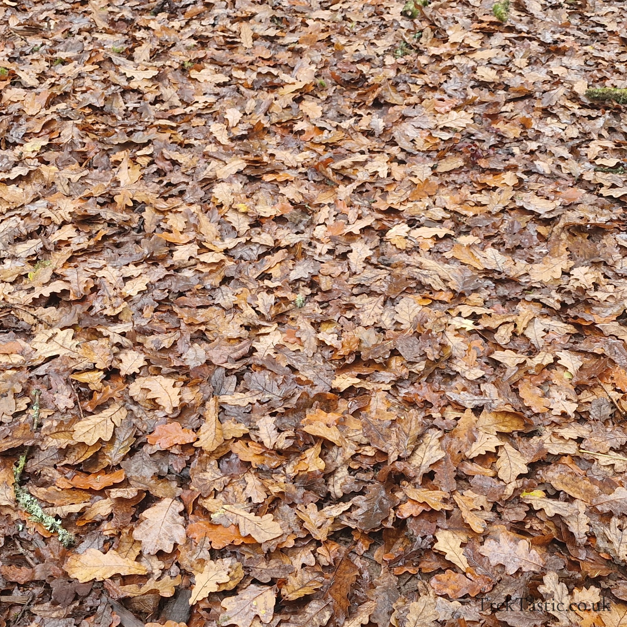 Westonbirt Arboretum gallery image 13