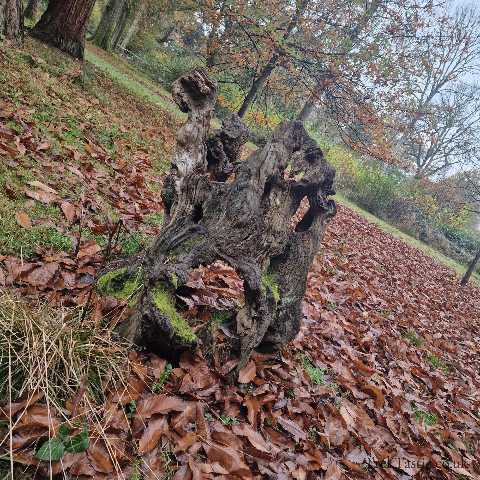 Westonbirt Arboretum gallery image 14