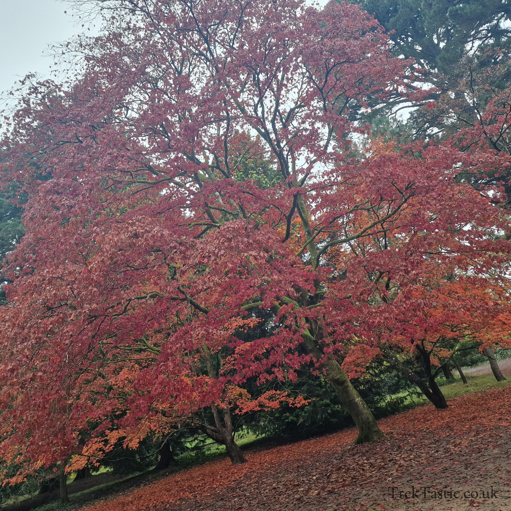 Westonbirt Arboretum gallery image 15