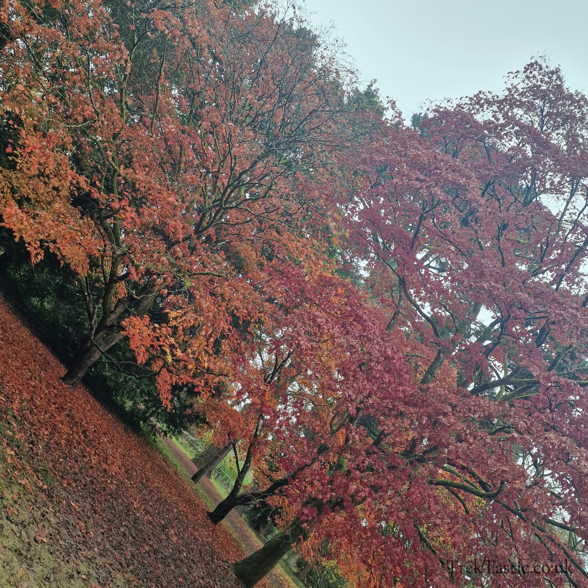 Westonbirt Arboretum gallery image 16