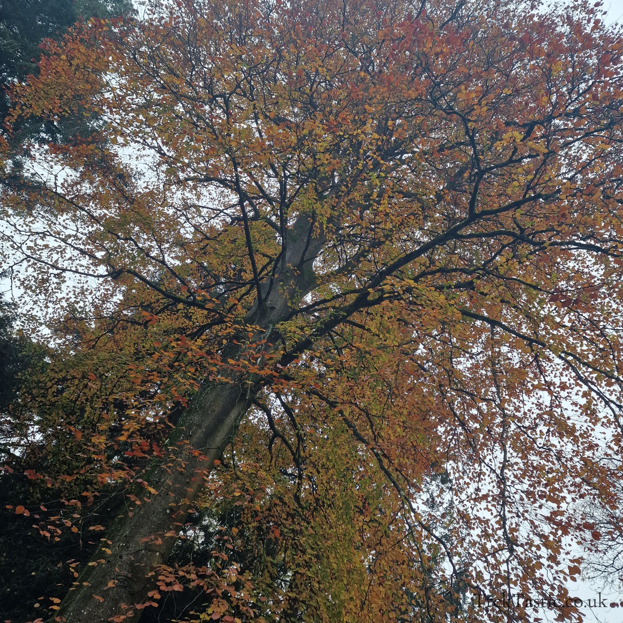 Westonbirt Arboretum gallery image 17