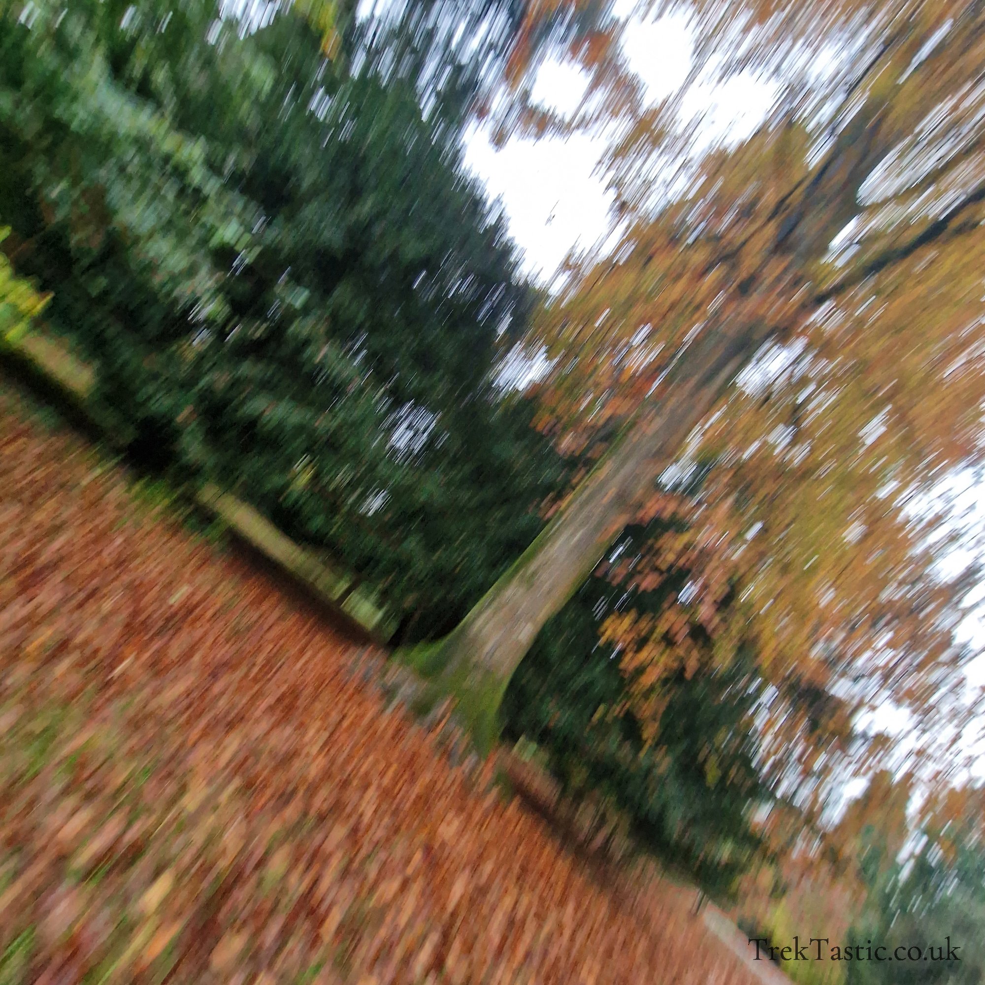 Westonbirt Arboretum gallery image 18
